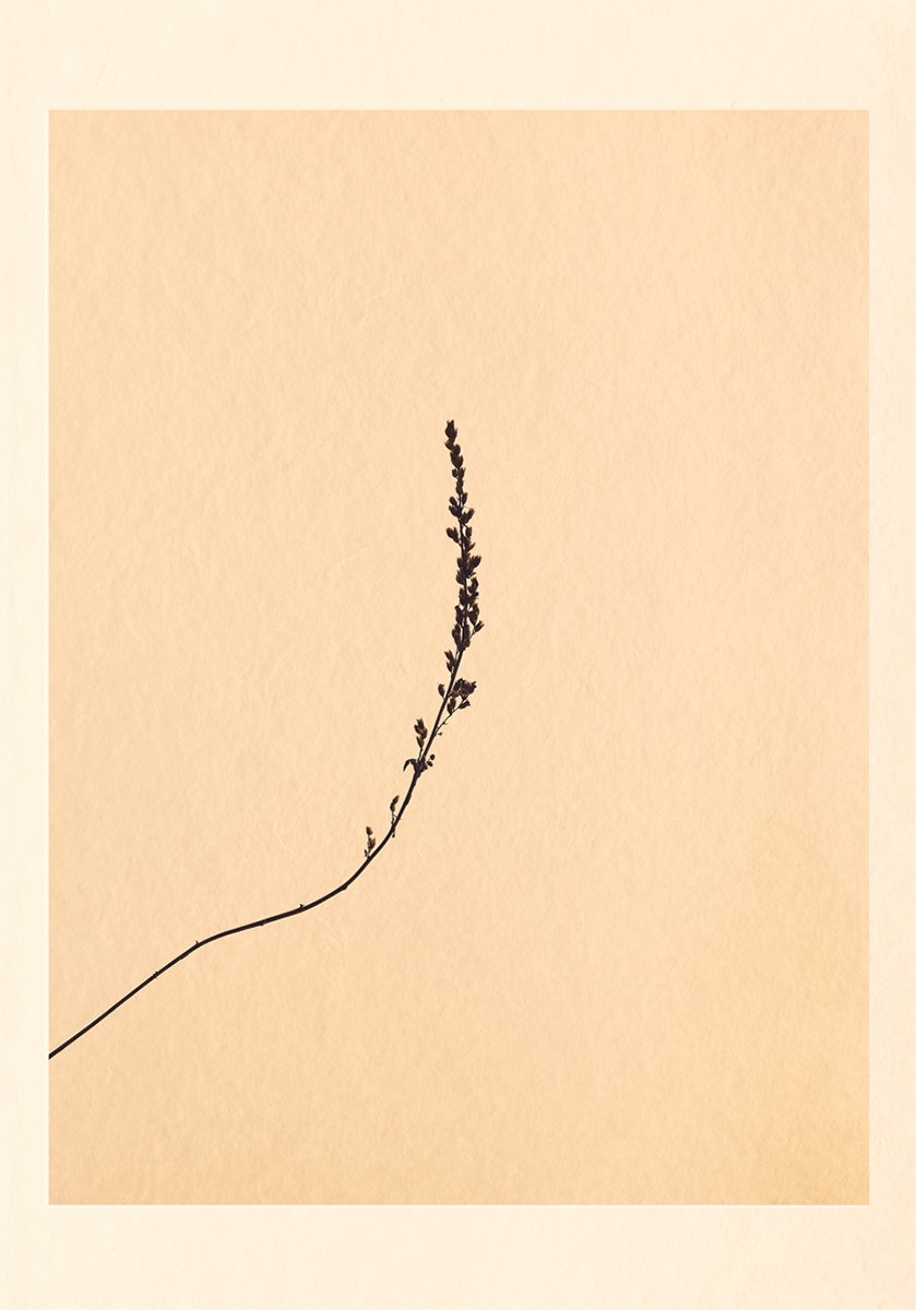Grass_4 copy.jpg