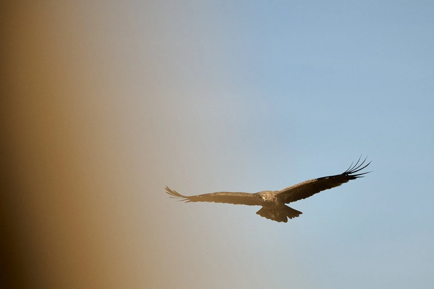DSC_1013.jpg