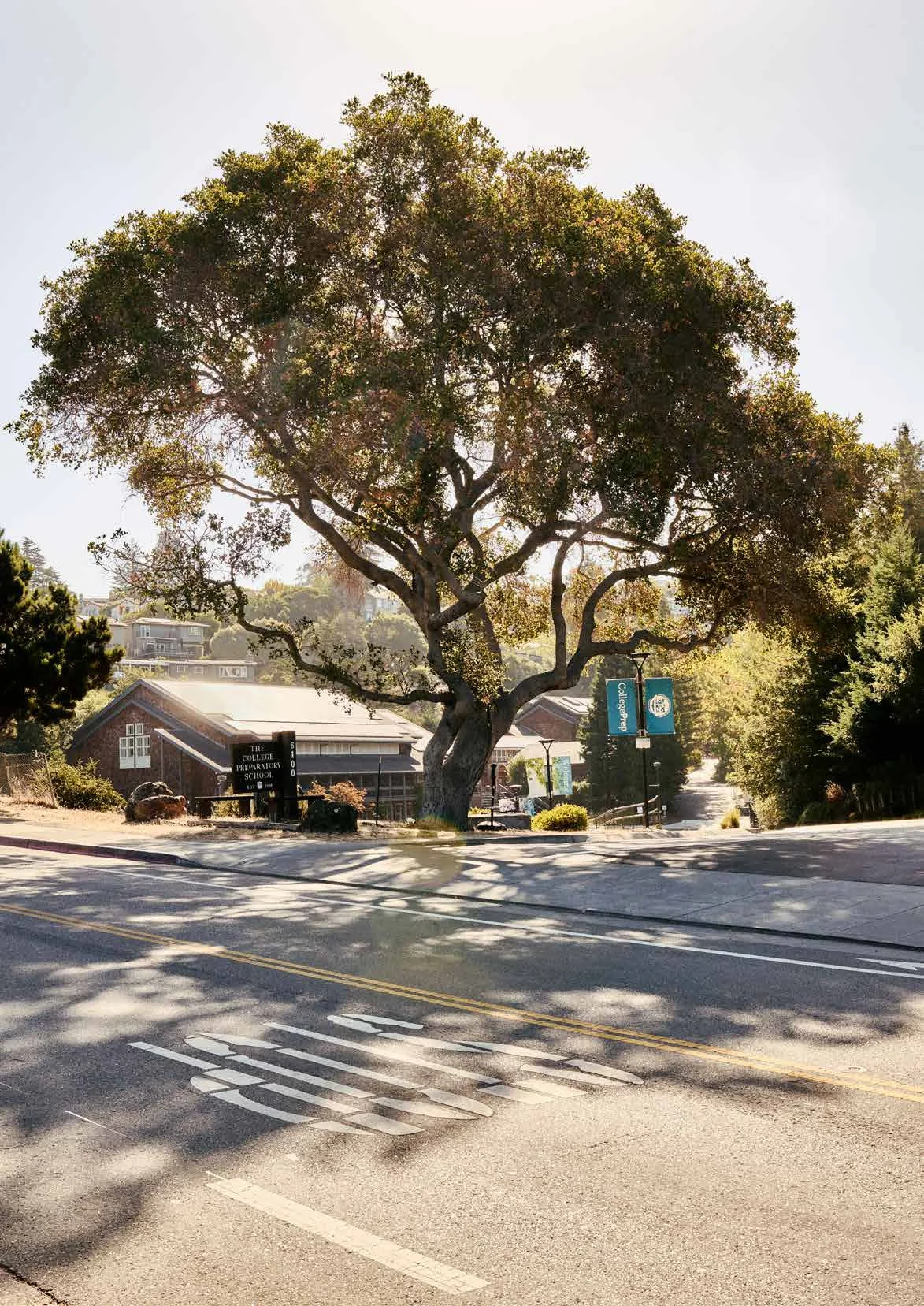 DRAGONS_sample-20 copy.jpg