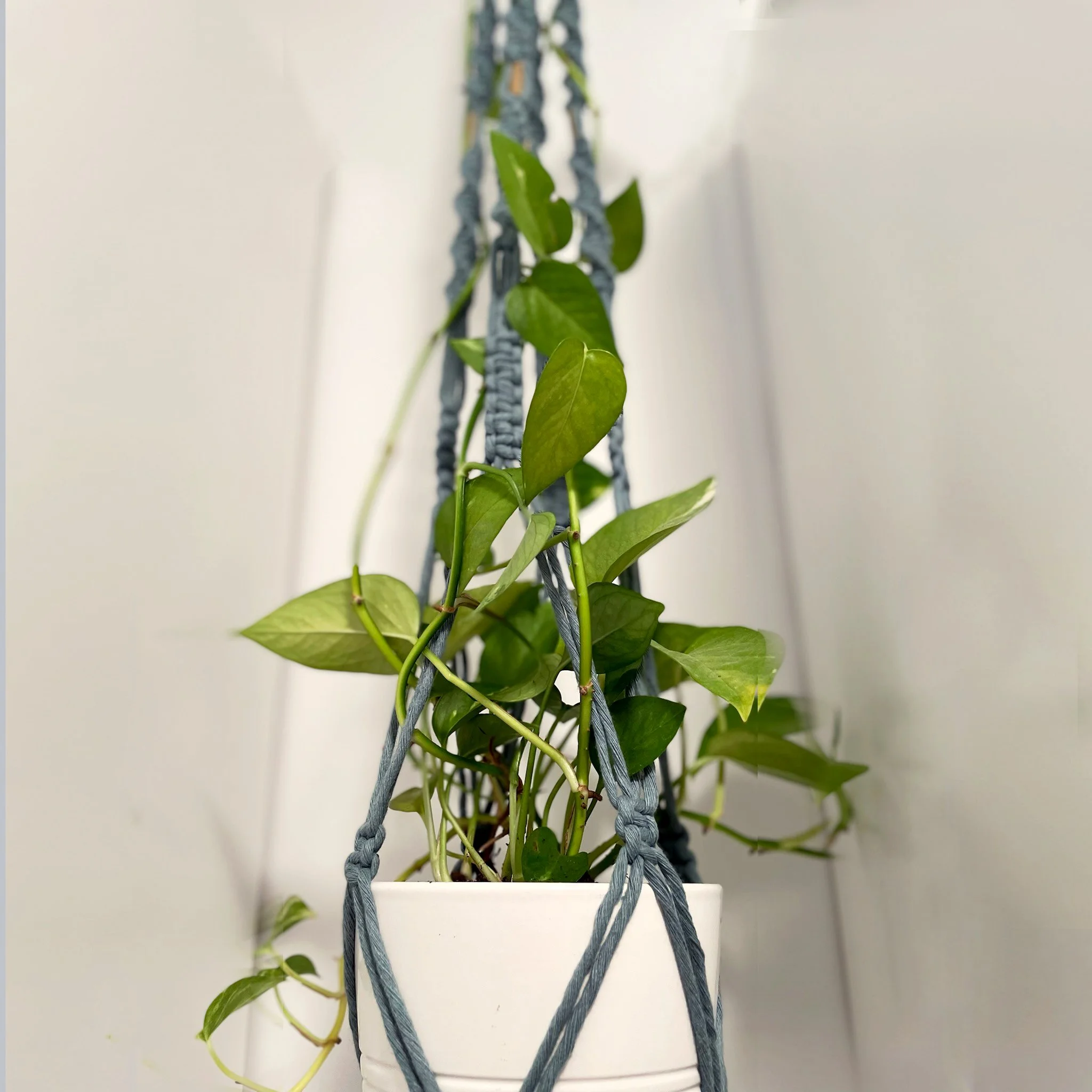 planter-IMG_6739.jpg