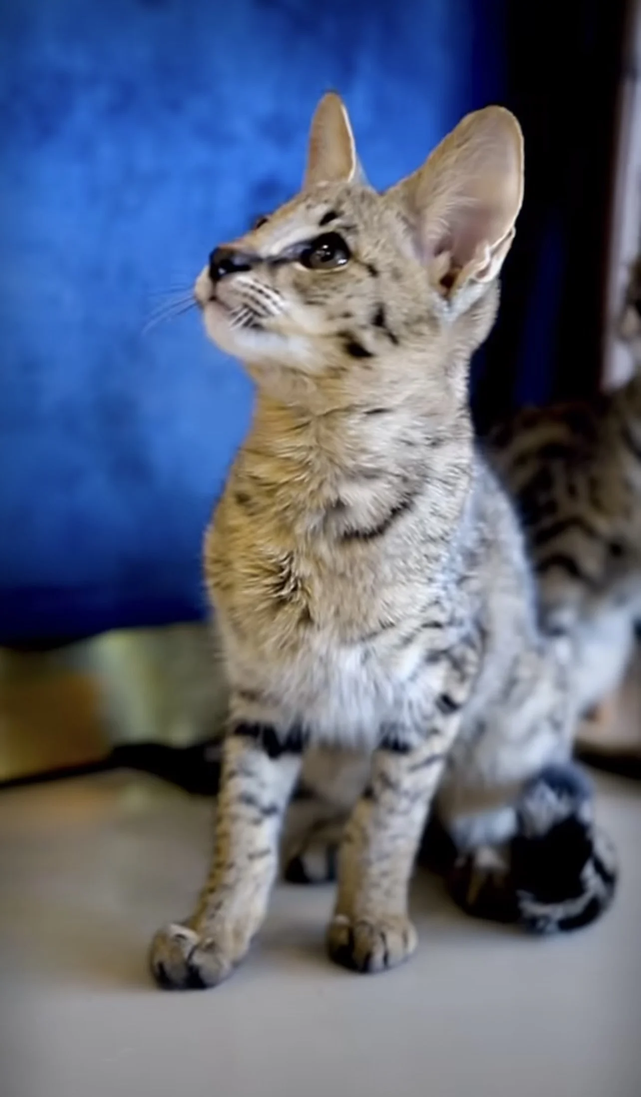 Savannah Cat Breeders Savannah Cats For Sale