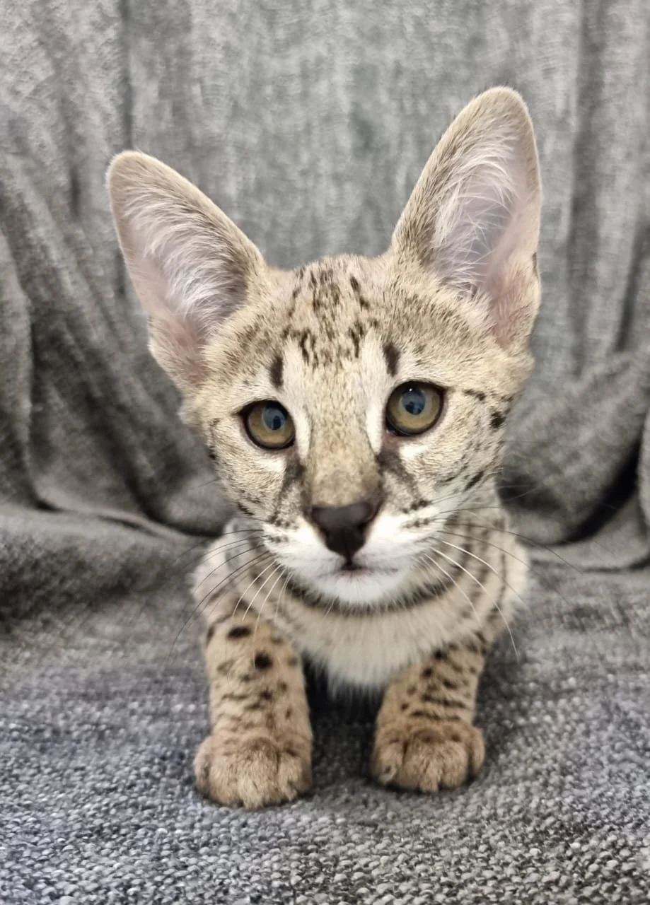 Savannah Cat Price The cost — Savannah Cats For Sale