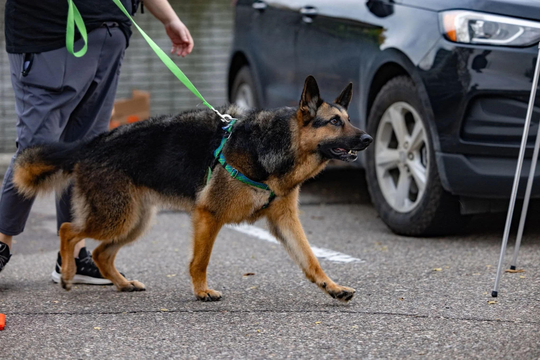 Dog Training: Obedience, Manners, and Lifestyle | Force Free Dale