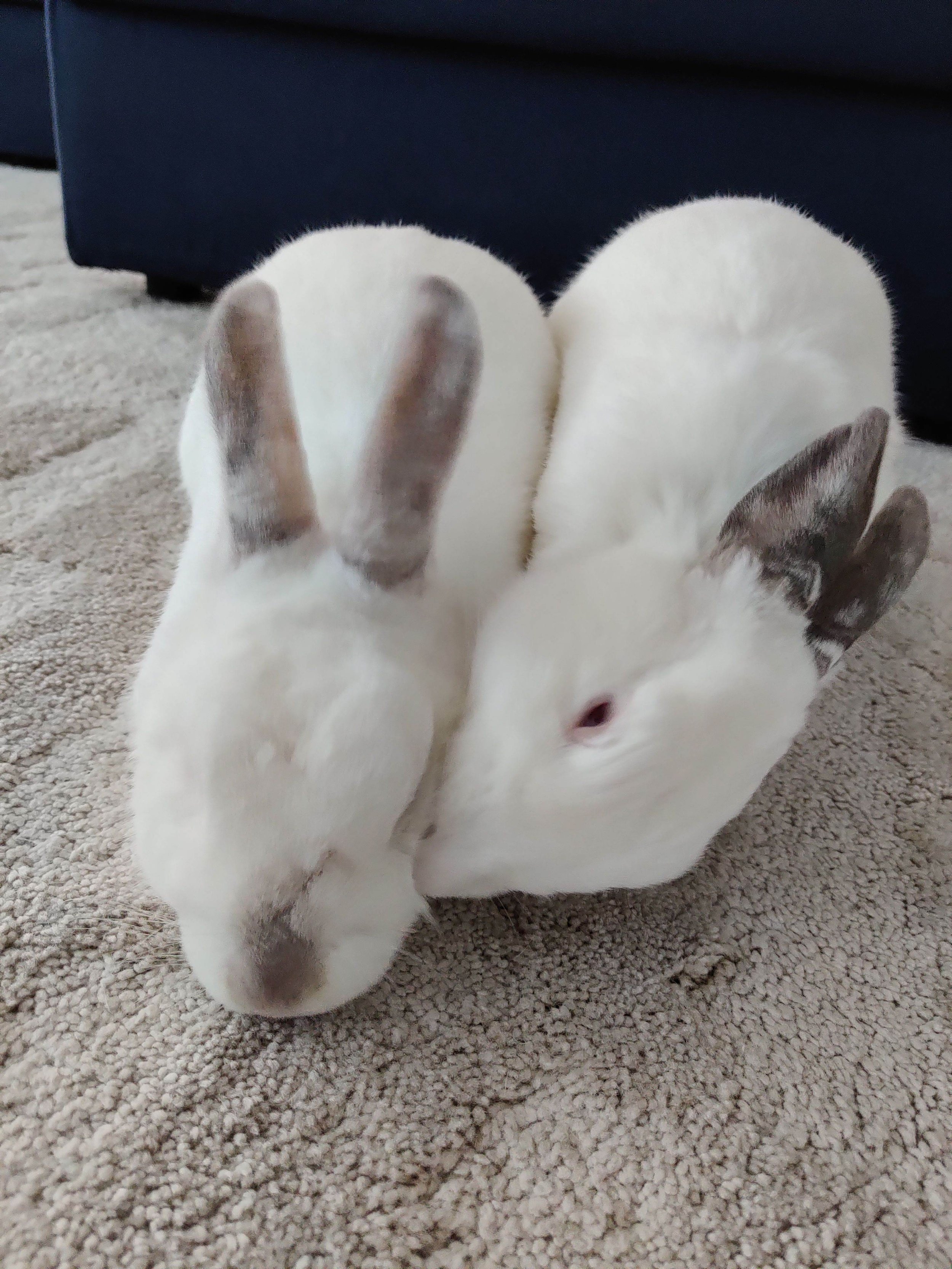 thoughts on bonding (2 rabbits)