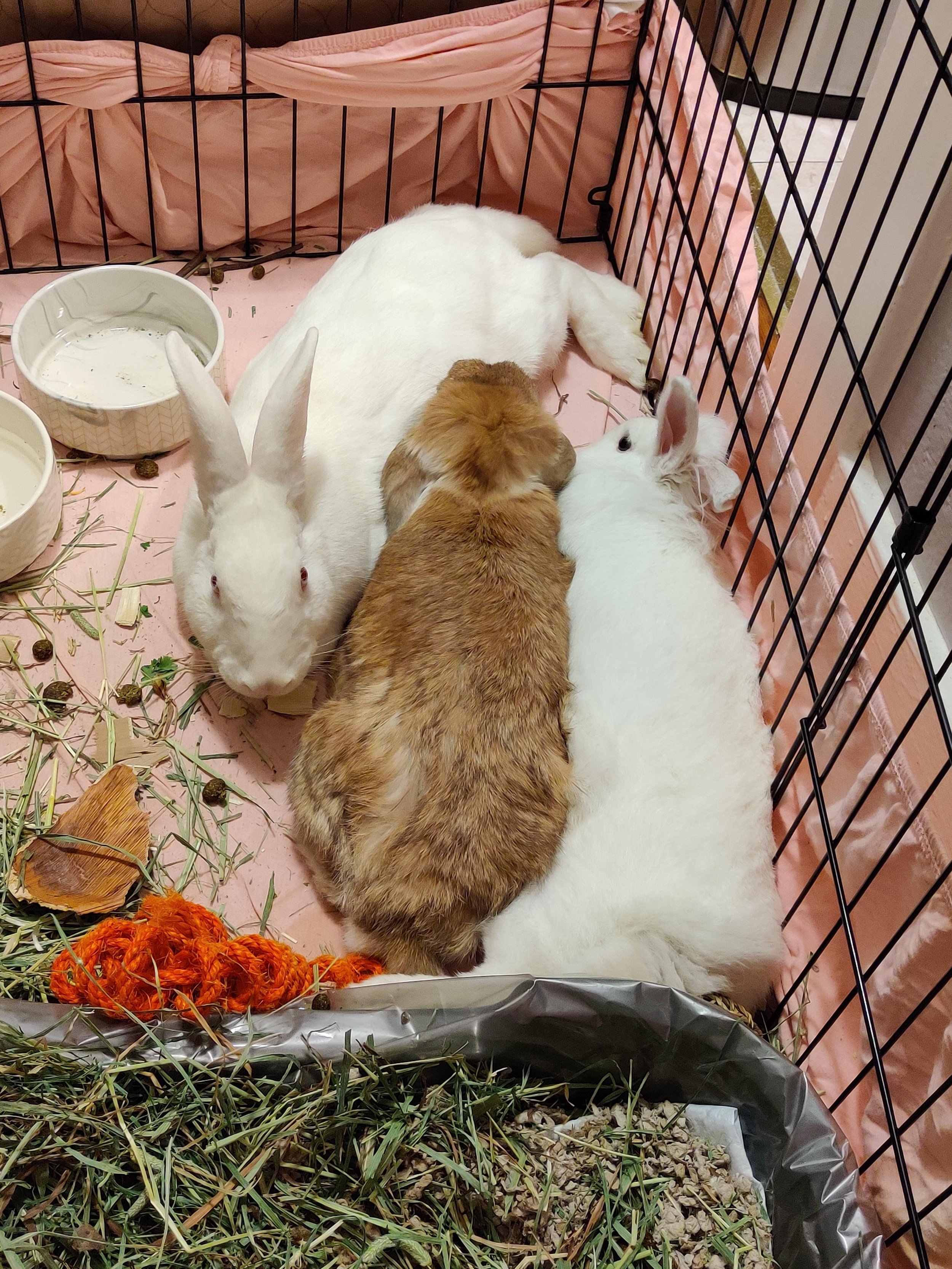 thoughts on bonding (3 rabbits)