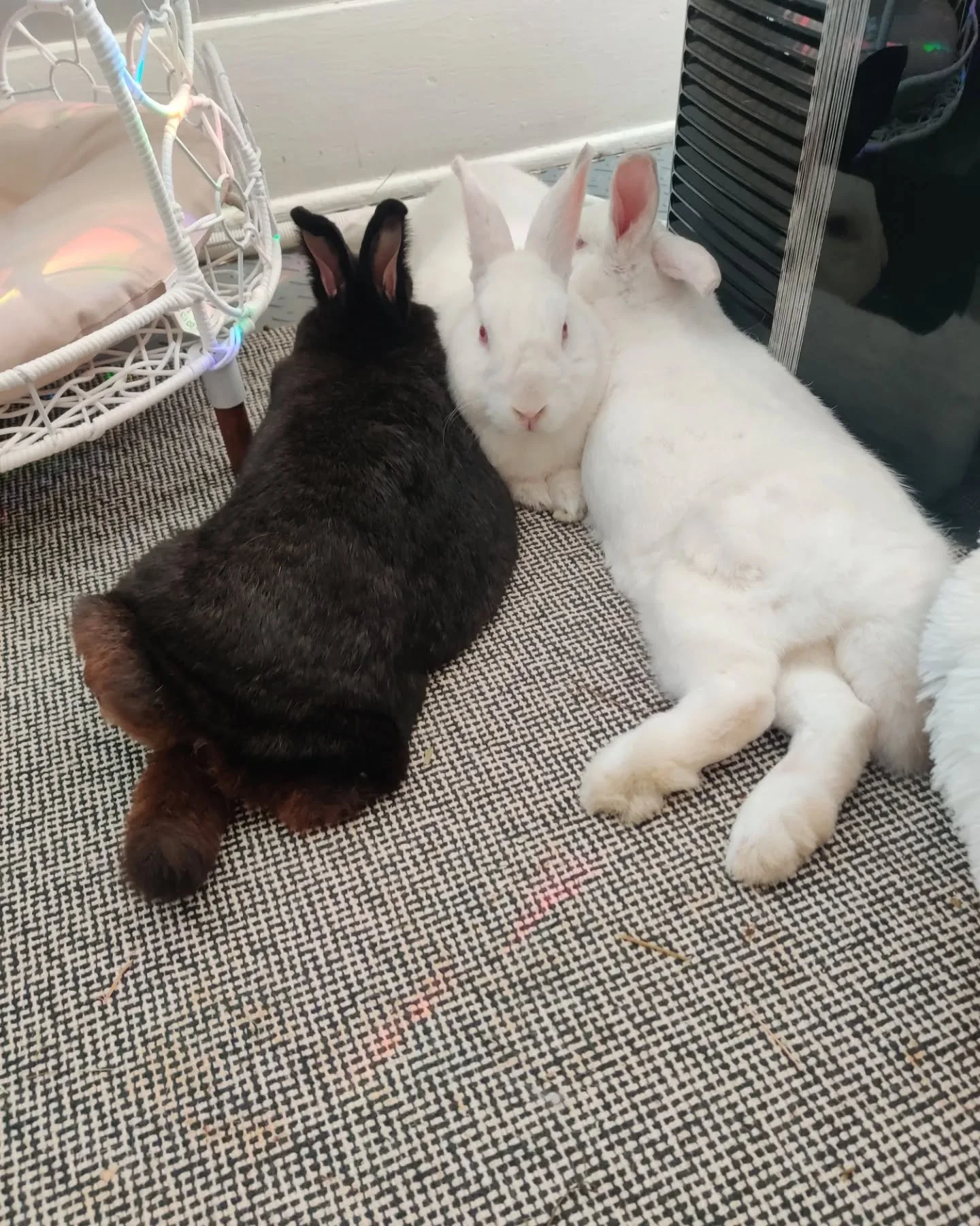 thoughts on pet insurance