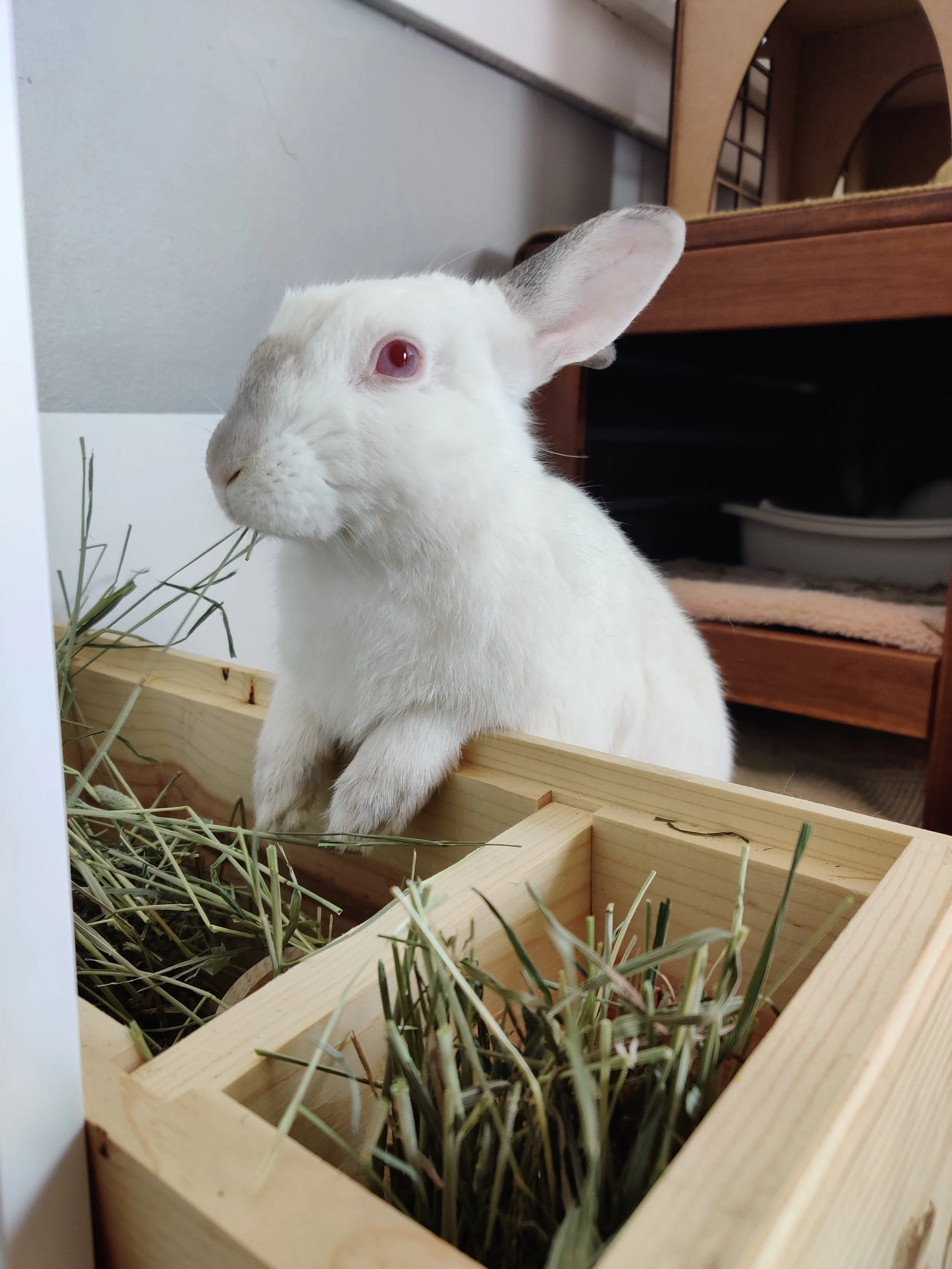 thoughts on rabbit upper respiratory infections
