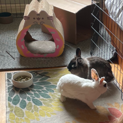 Meet Chloe + Clover!

Chloe and Clover are inseparable. Ever since Chloe had her eye removed from a cat attack, Clover has been her valiant protector. They are a charismatic pair that will always keep you entertained with their cartoonish antics. The