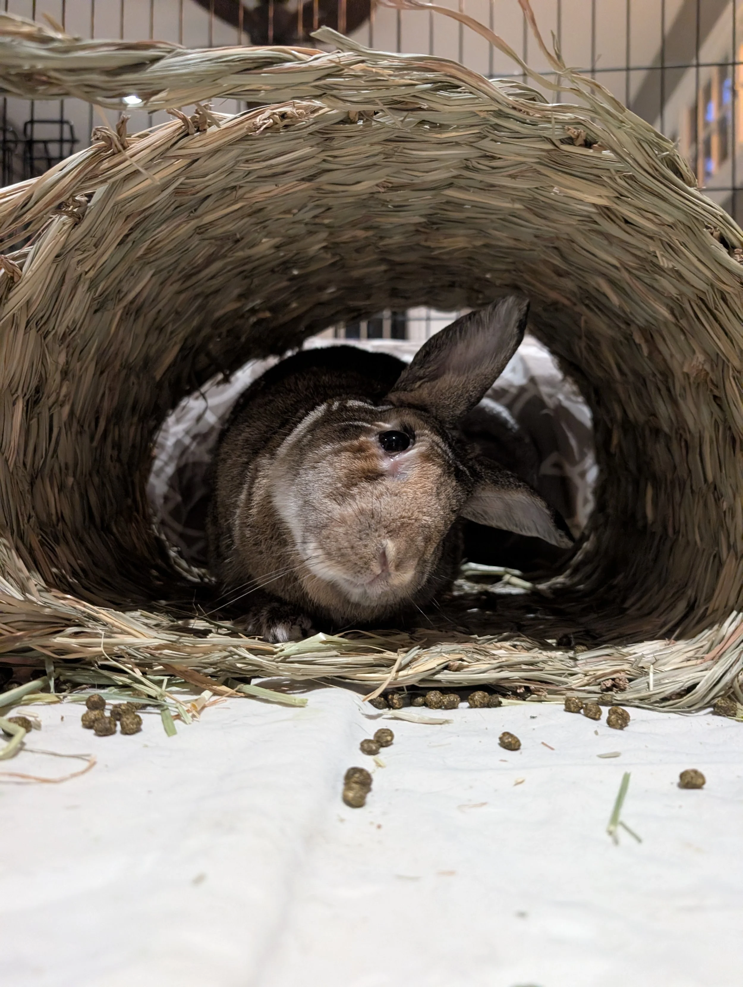 EC in Rabbits: What It Is, Signs to Watch For + What to Do