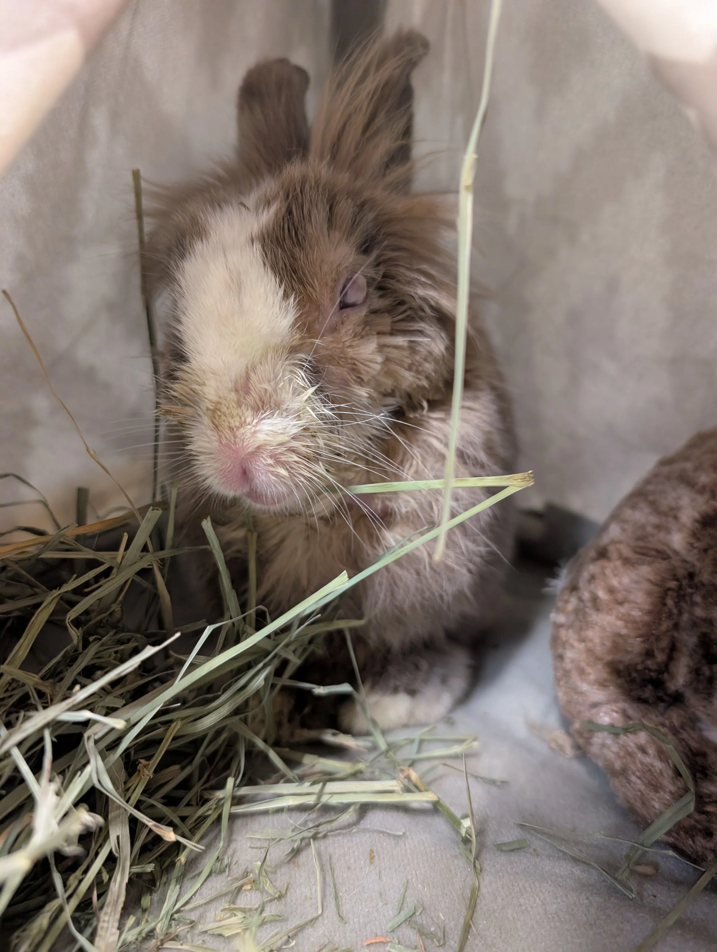 Rabbit Eye Health: Conditions, Signs + When to See a Vet