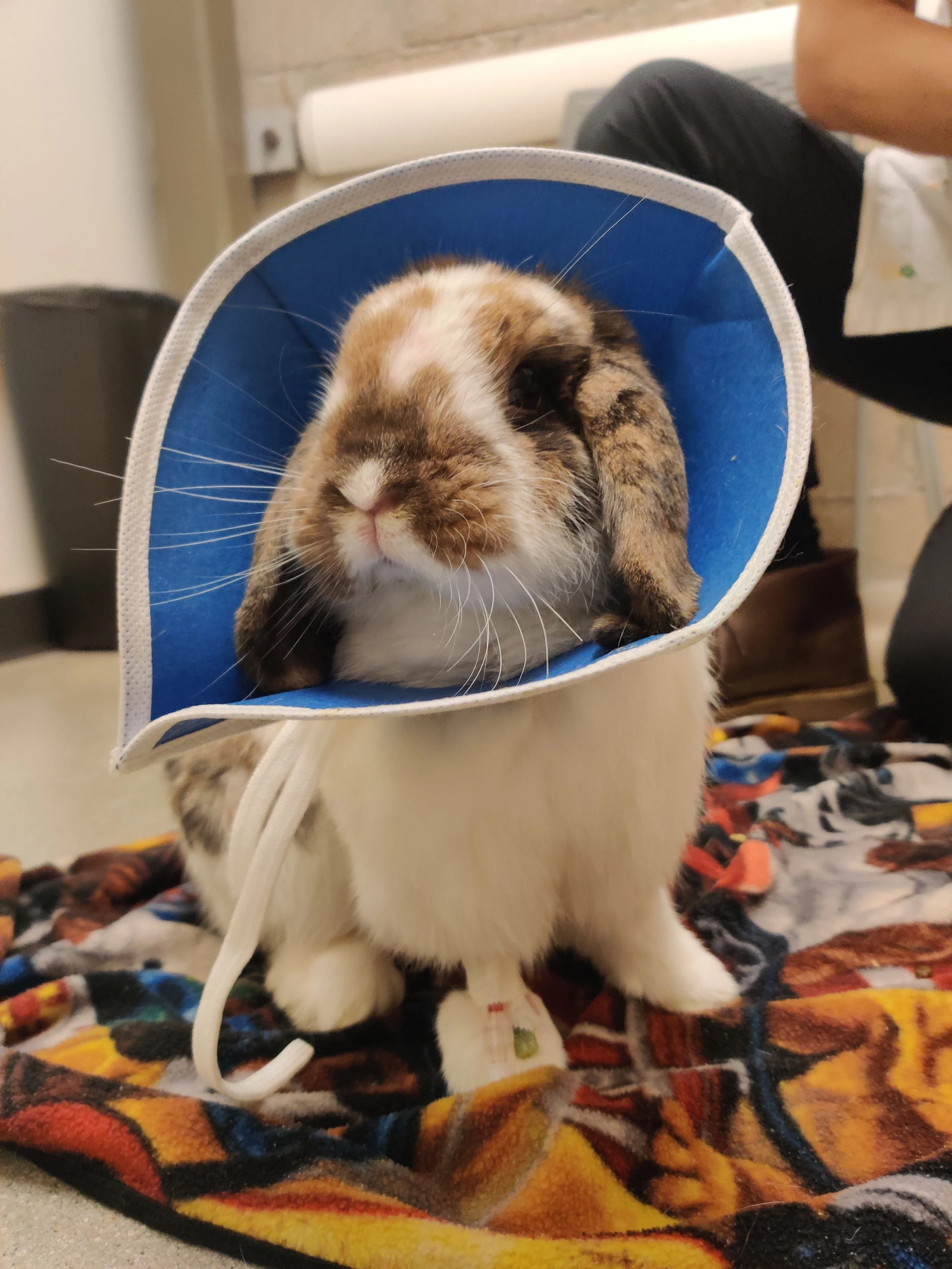Liver Lobe Torsion in Rabbits: What It Is and What to Do