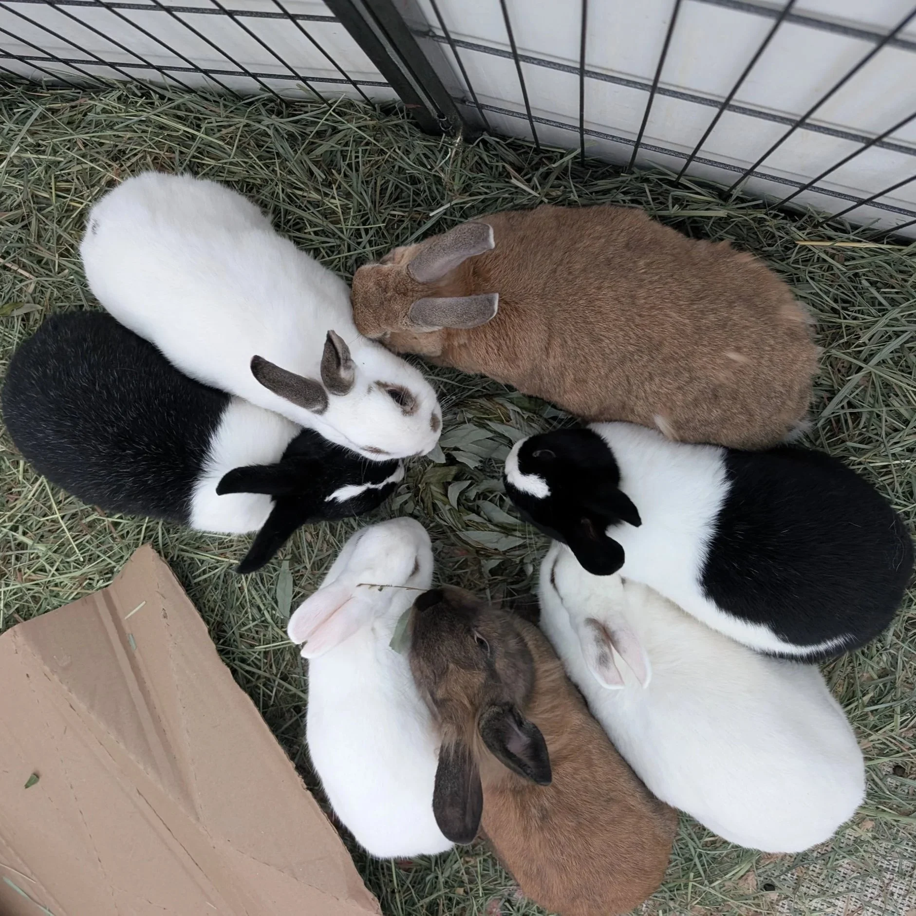 why most bunny social hours are for the humans, not the rabbits