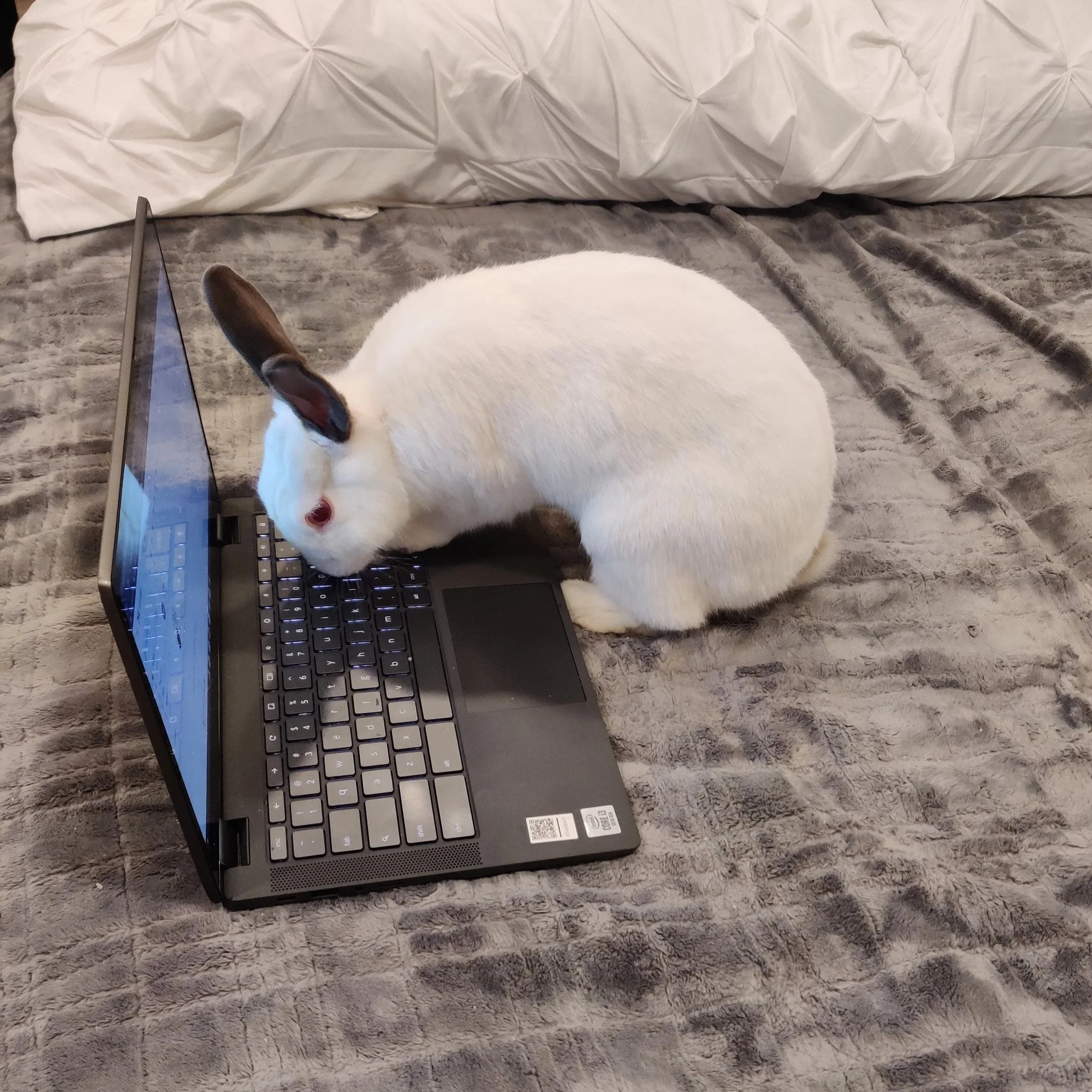 pet insurance for rabbits: what you actually need to know