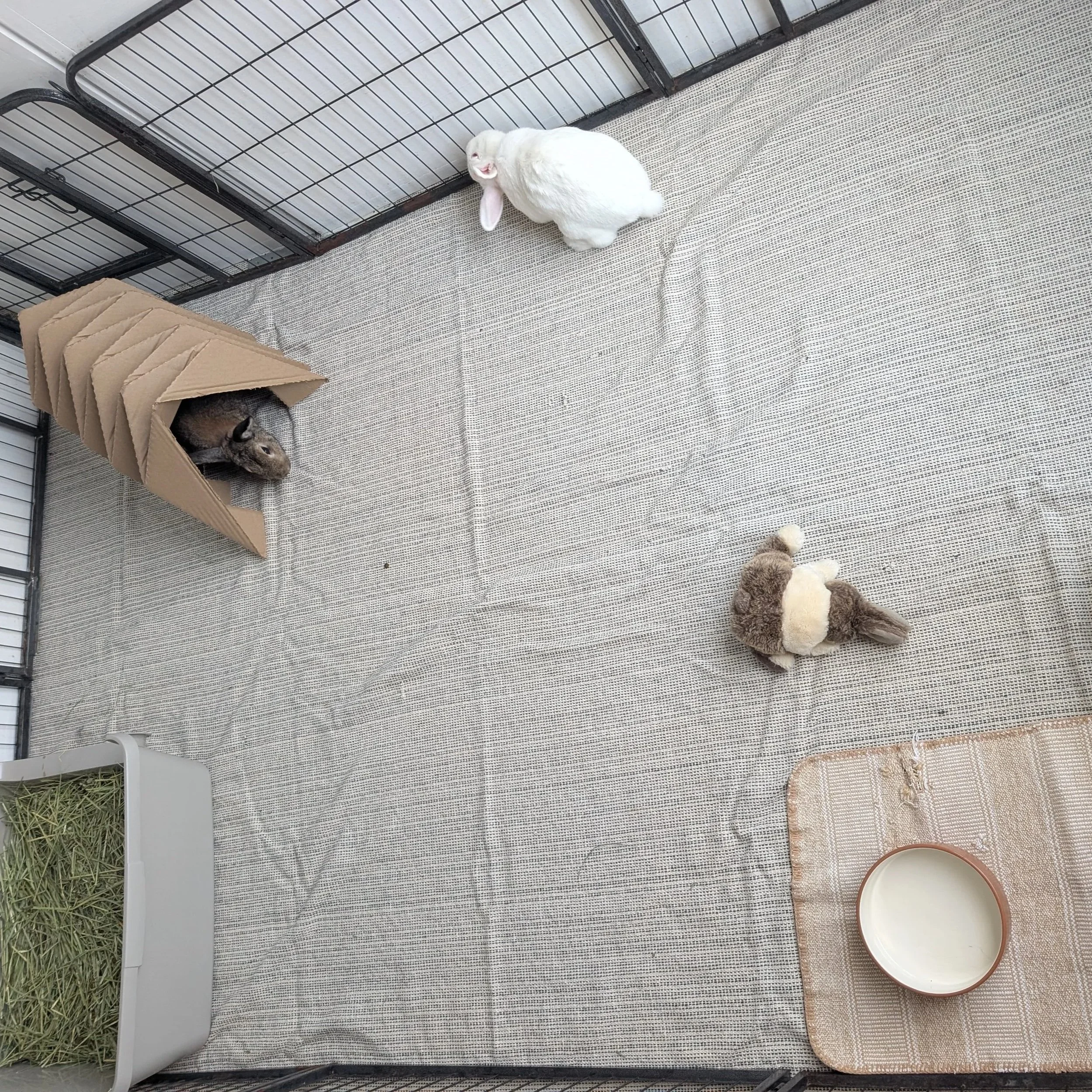 how much space does your rabbit actually need?