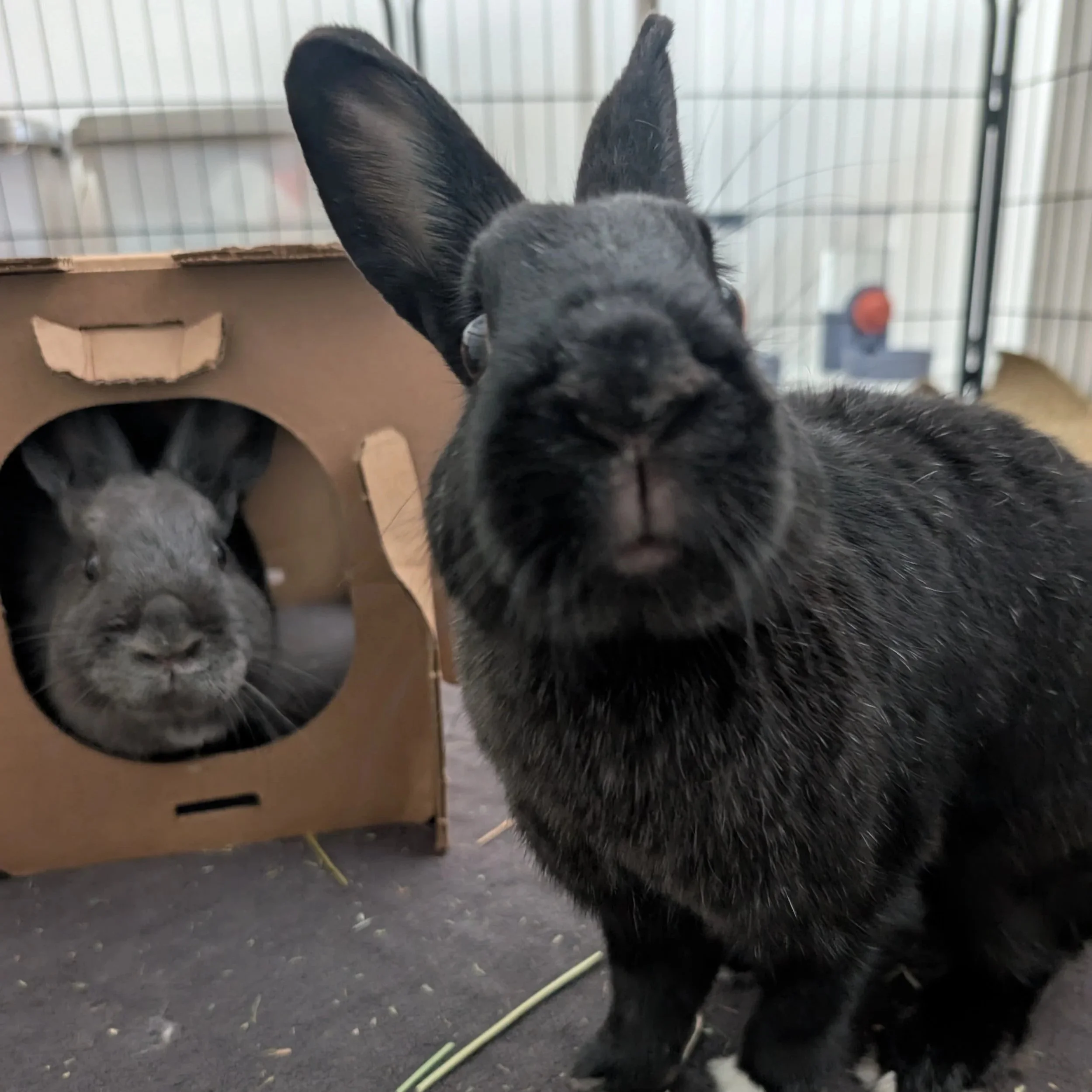 should dogs and cats live with rabbits? the honest answer.