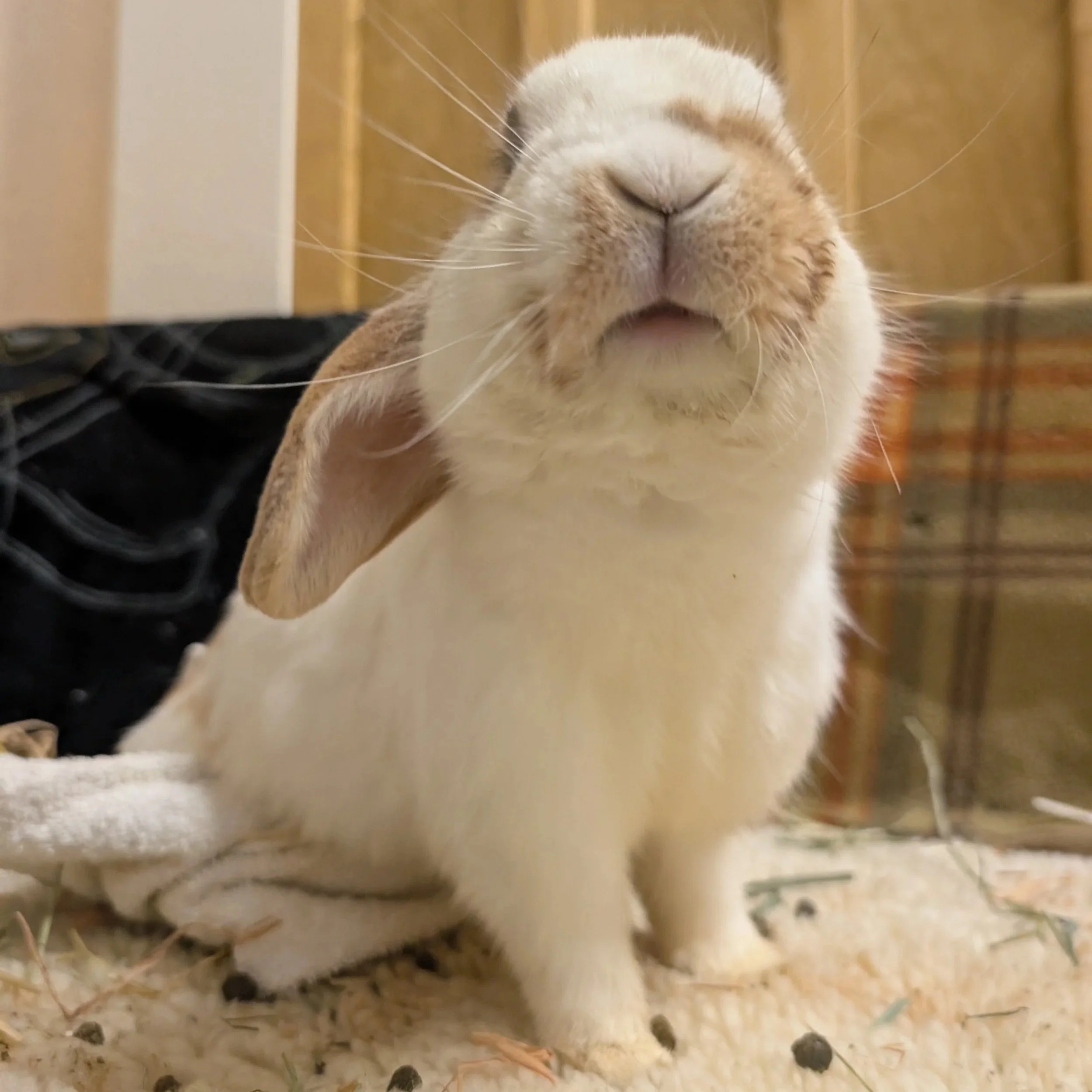 before you wrangle: how to actually prepare for a rabbit rescue situation