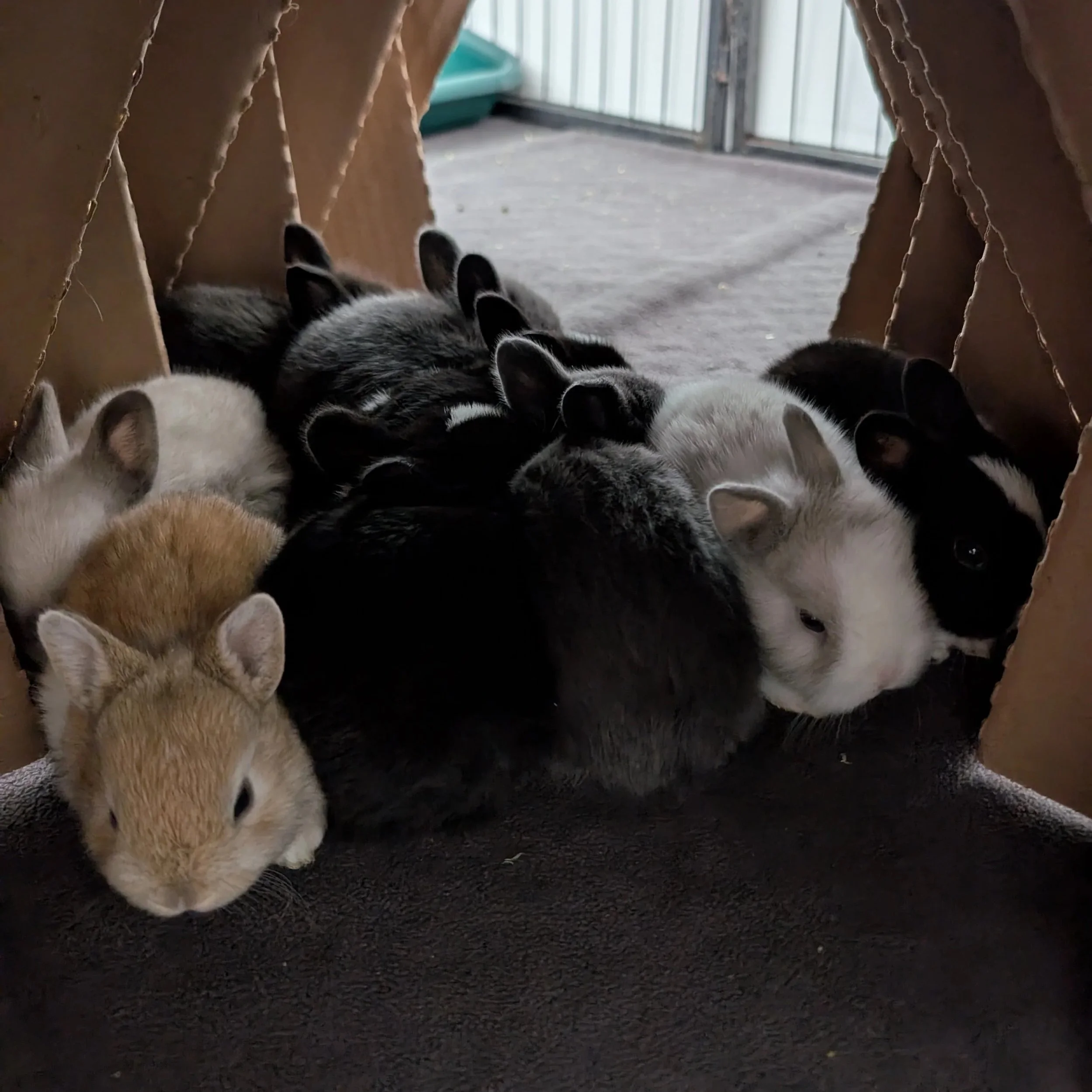why you should spay or neuter your rabbit