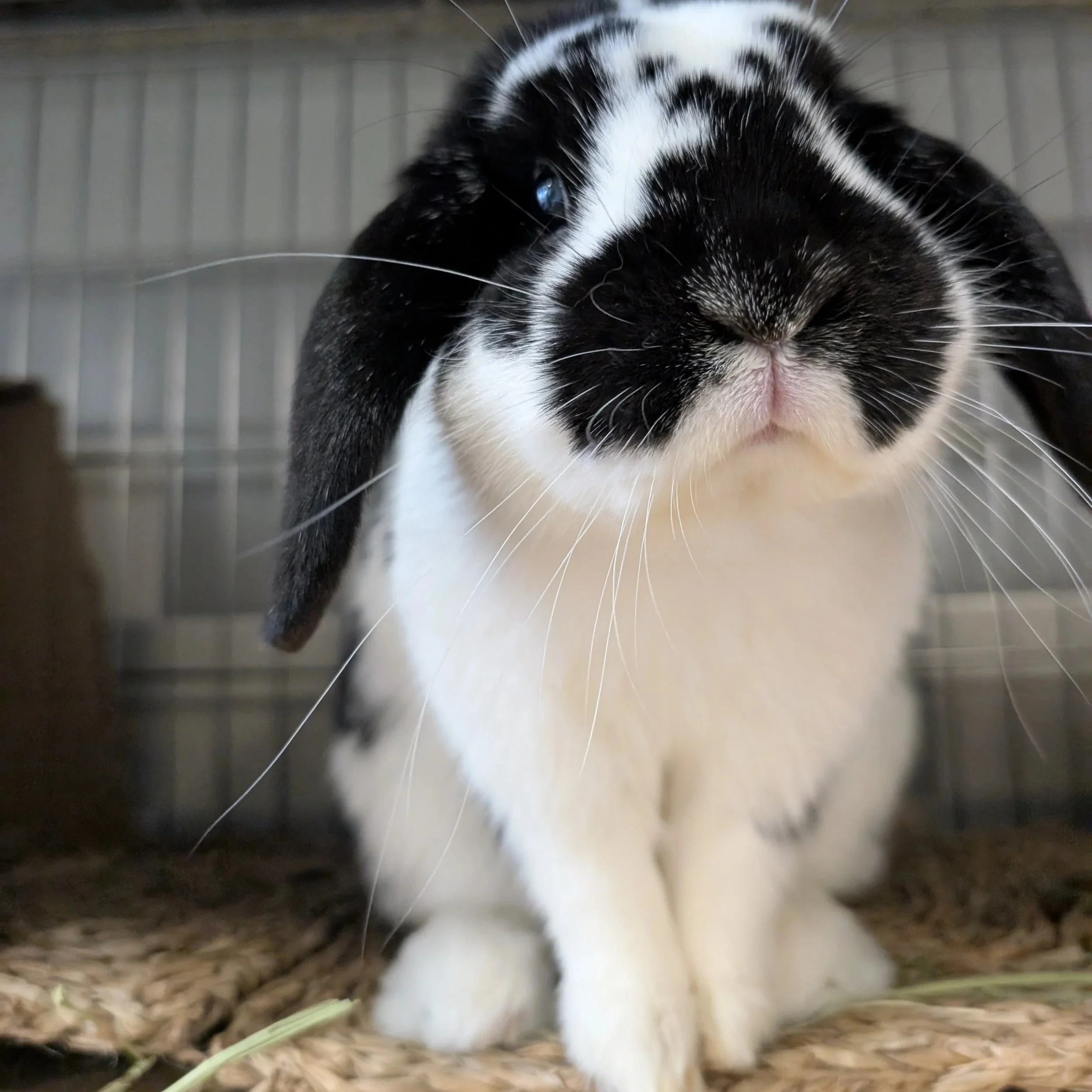 not all rescues - or shelters - are created equal