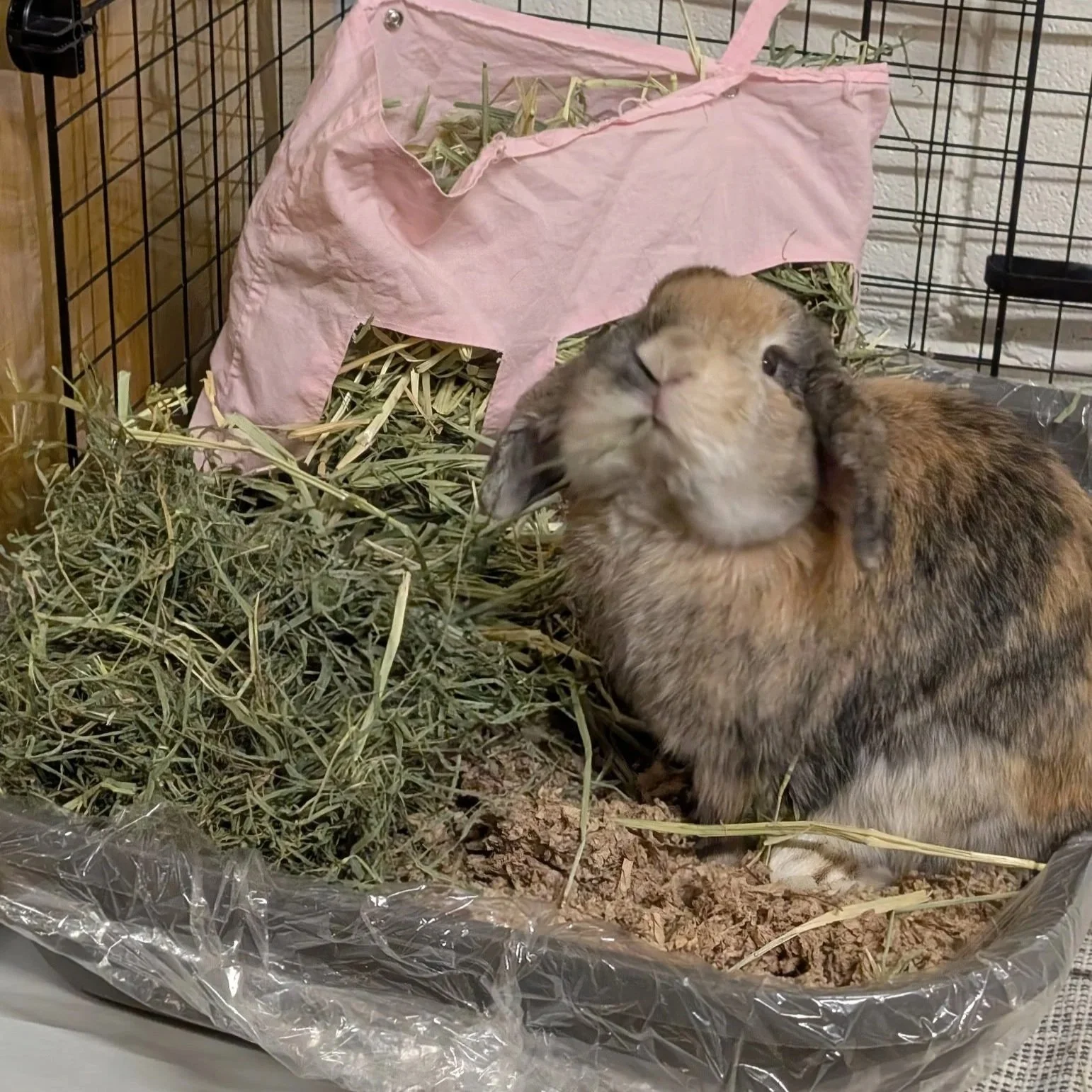 rabbit hay 101