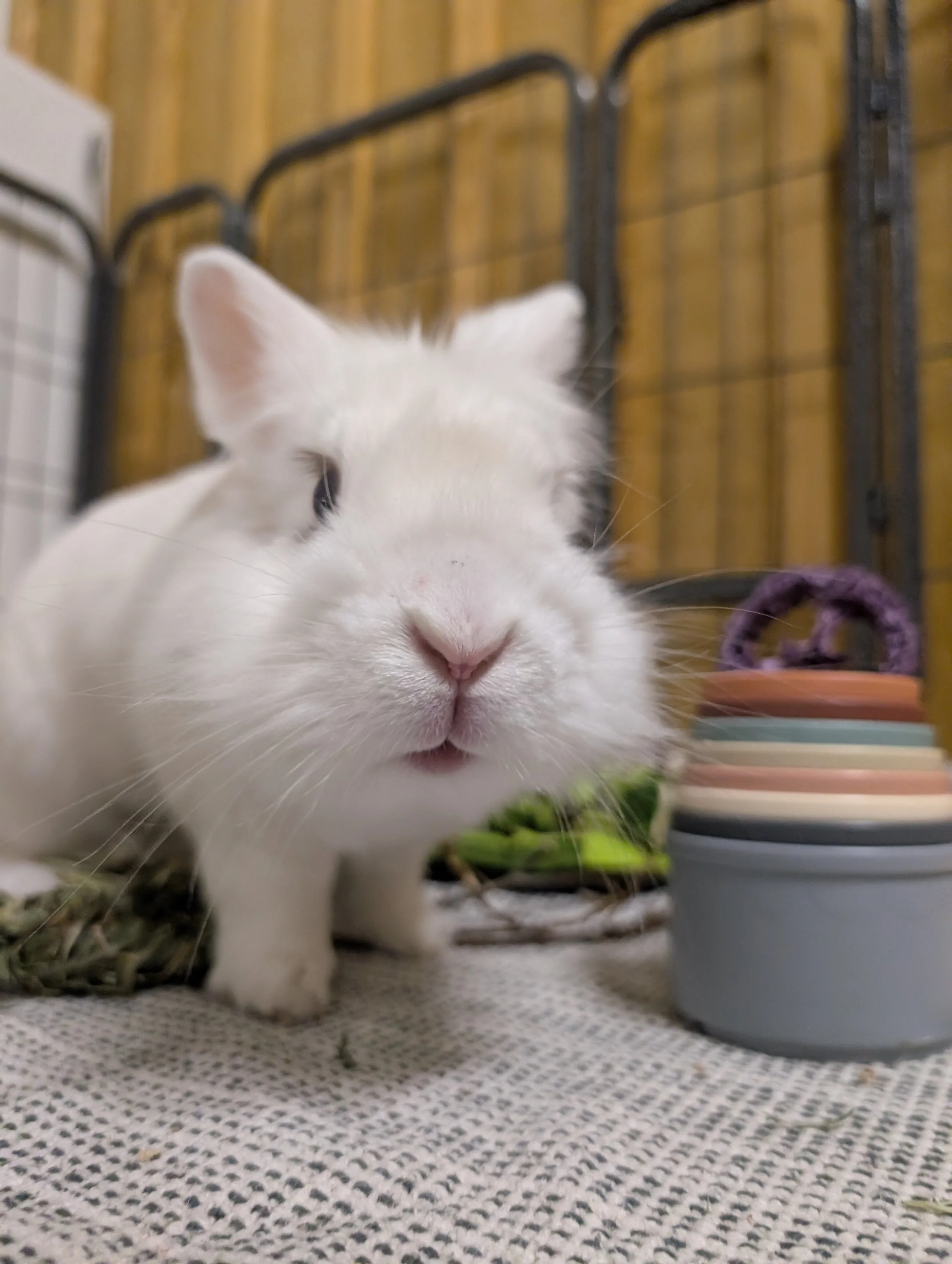 Fleas, Mites + Other Parasites in Rabbits: What to Know