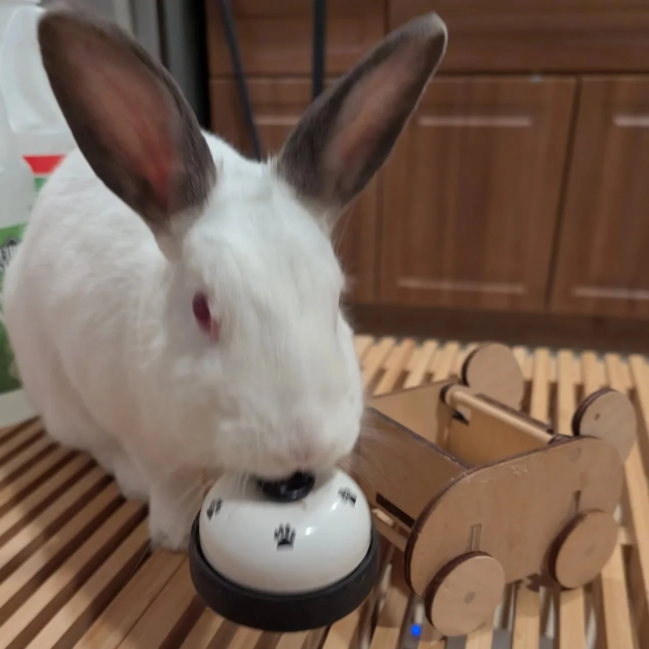 rabbit trick training: a complete beginner's guide