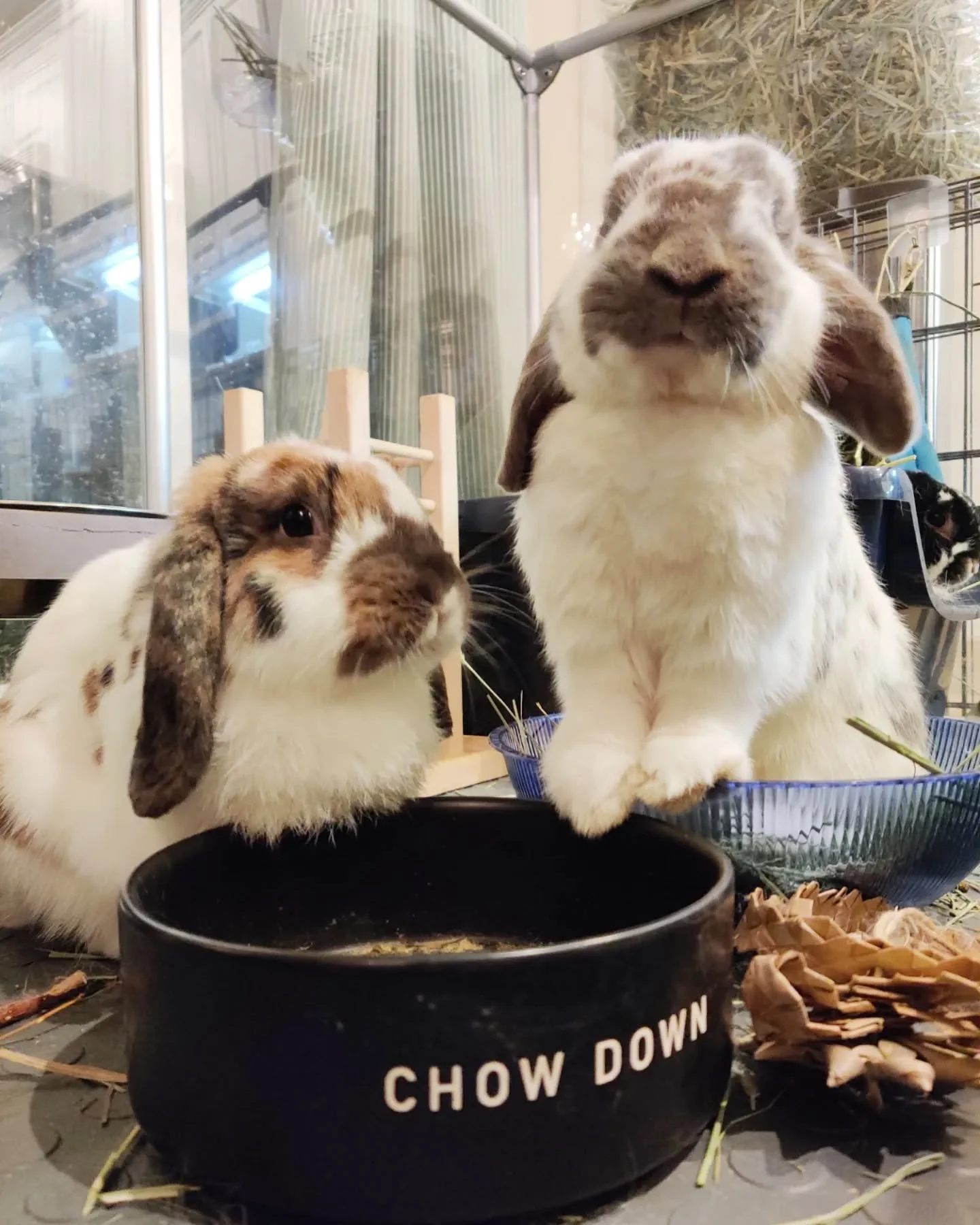 thoughts on rebonding rabbits