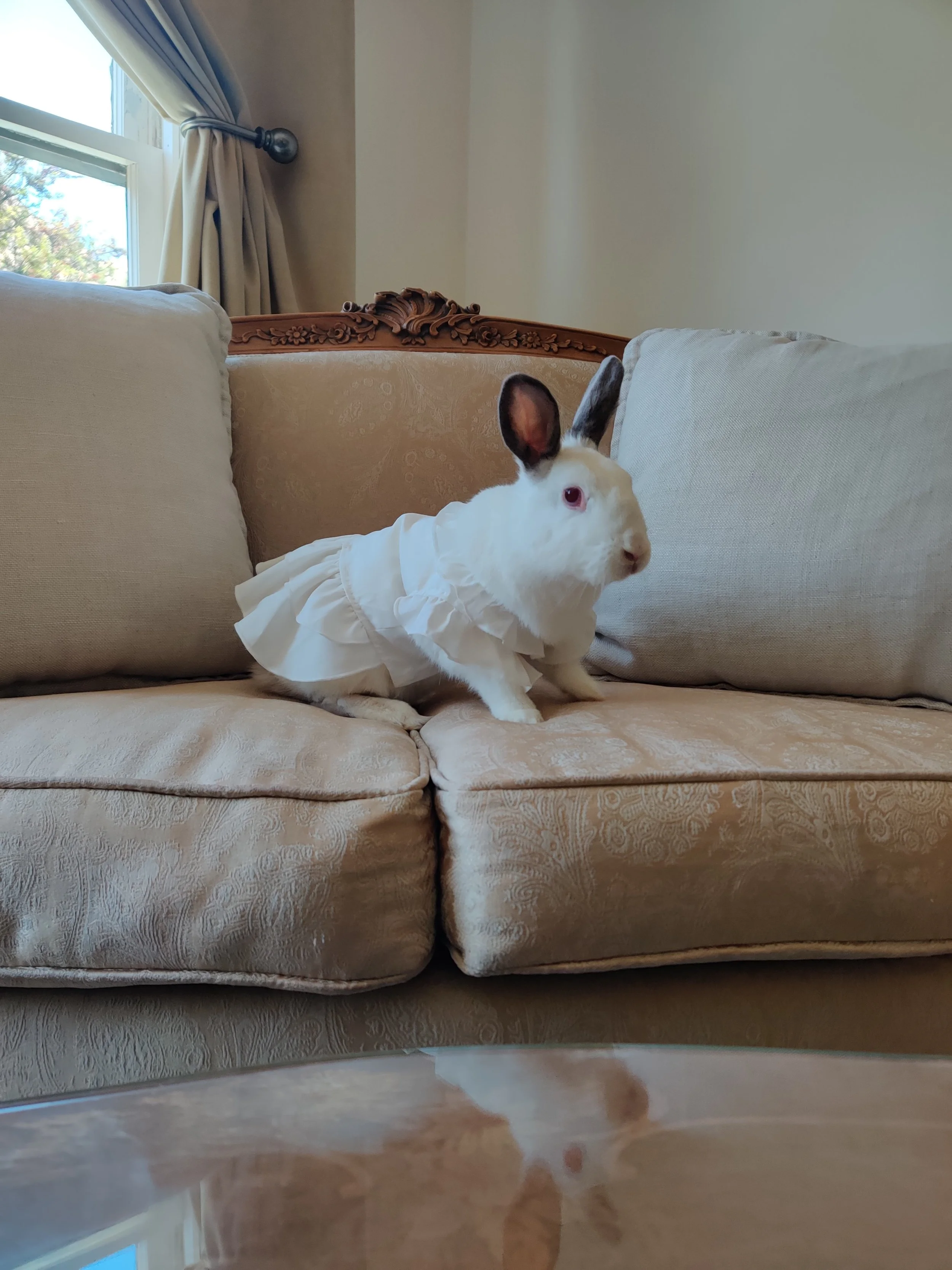 rabbits in clothes: is it safe?