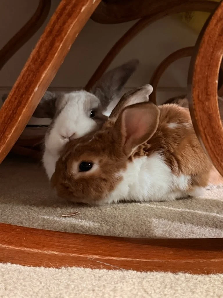 what to look for in a rabbit bonding facility
