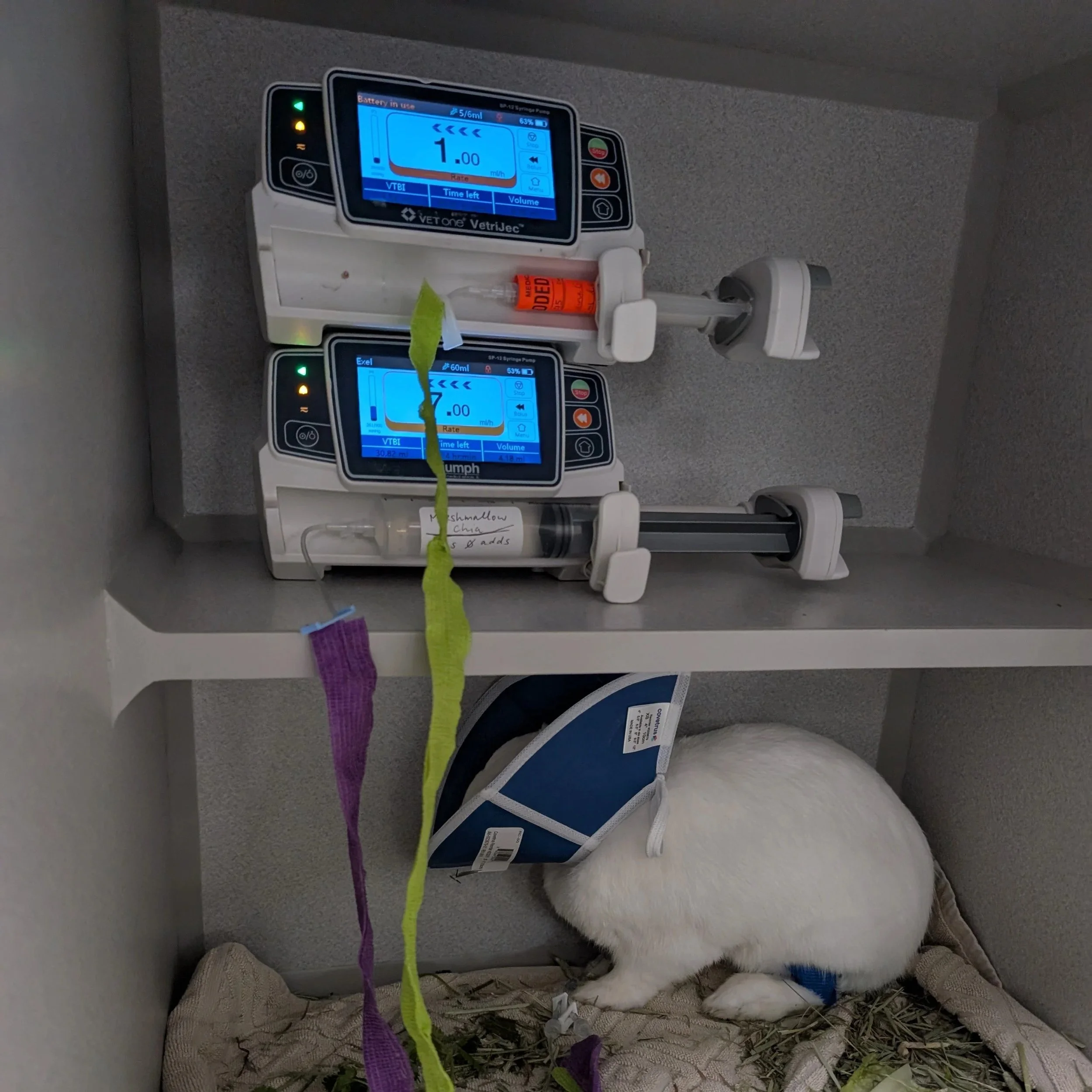 bloat vs. gi stasis in rabbits: what's the difference and why it matters