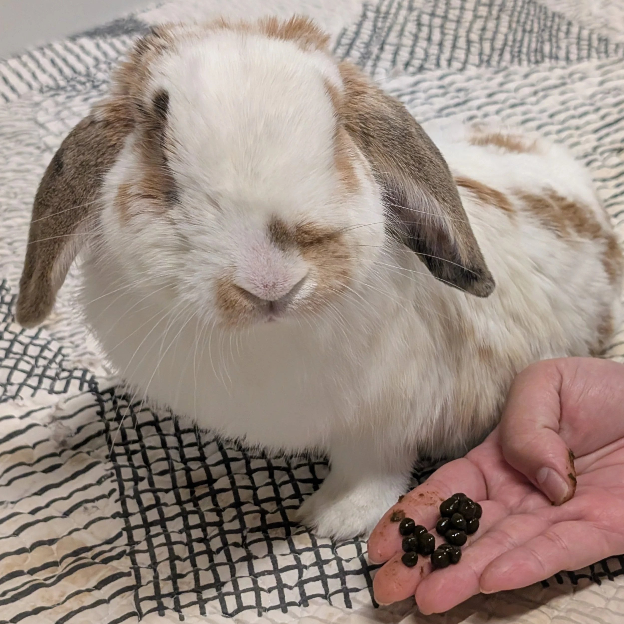 uneaten cecotropes in rabbits: what they are + what to do