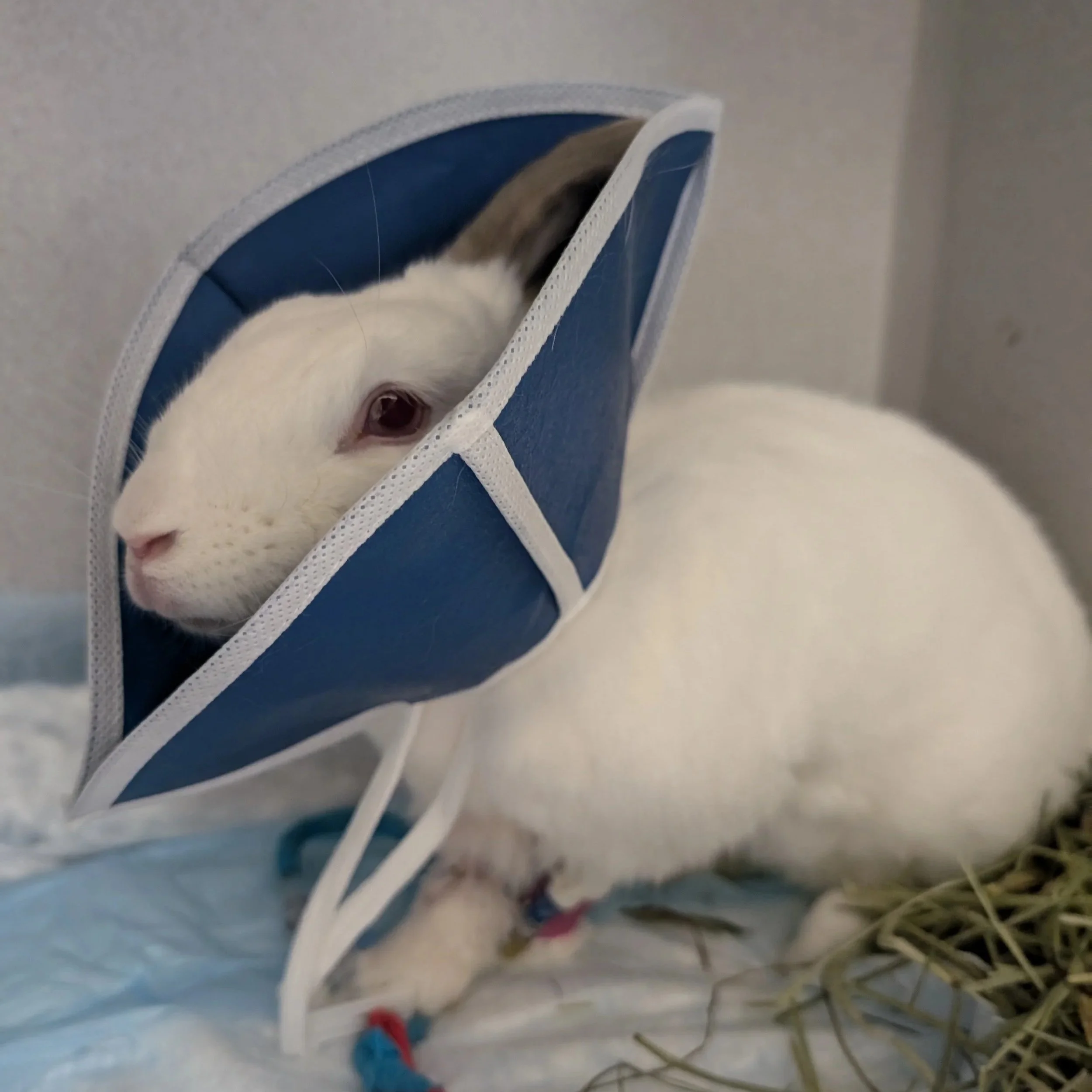 when NOT to give critical care to your rabbit
