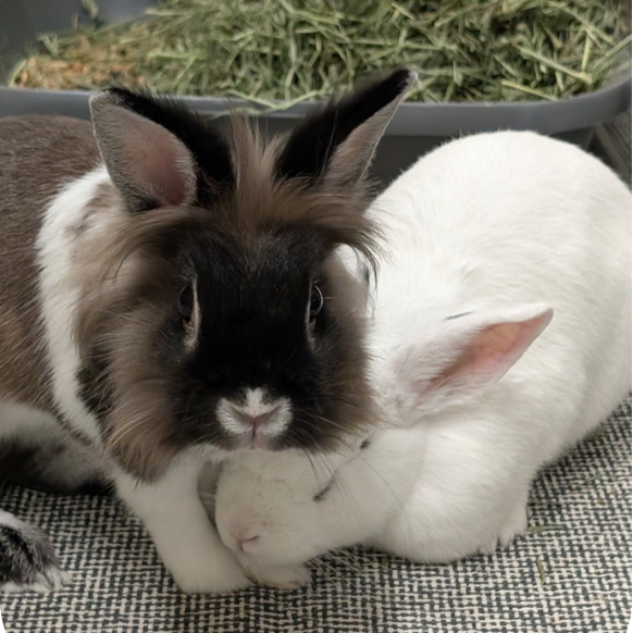 what to expect before your rabbit's stay - health requirements + why they matter
