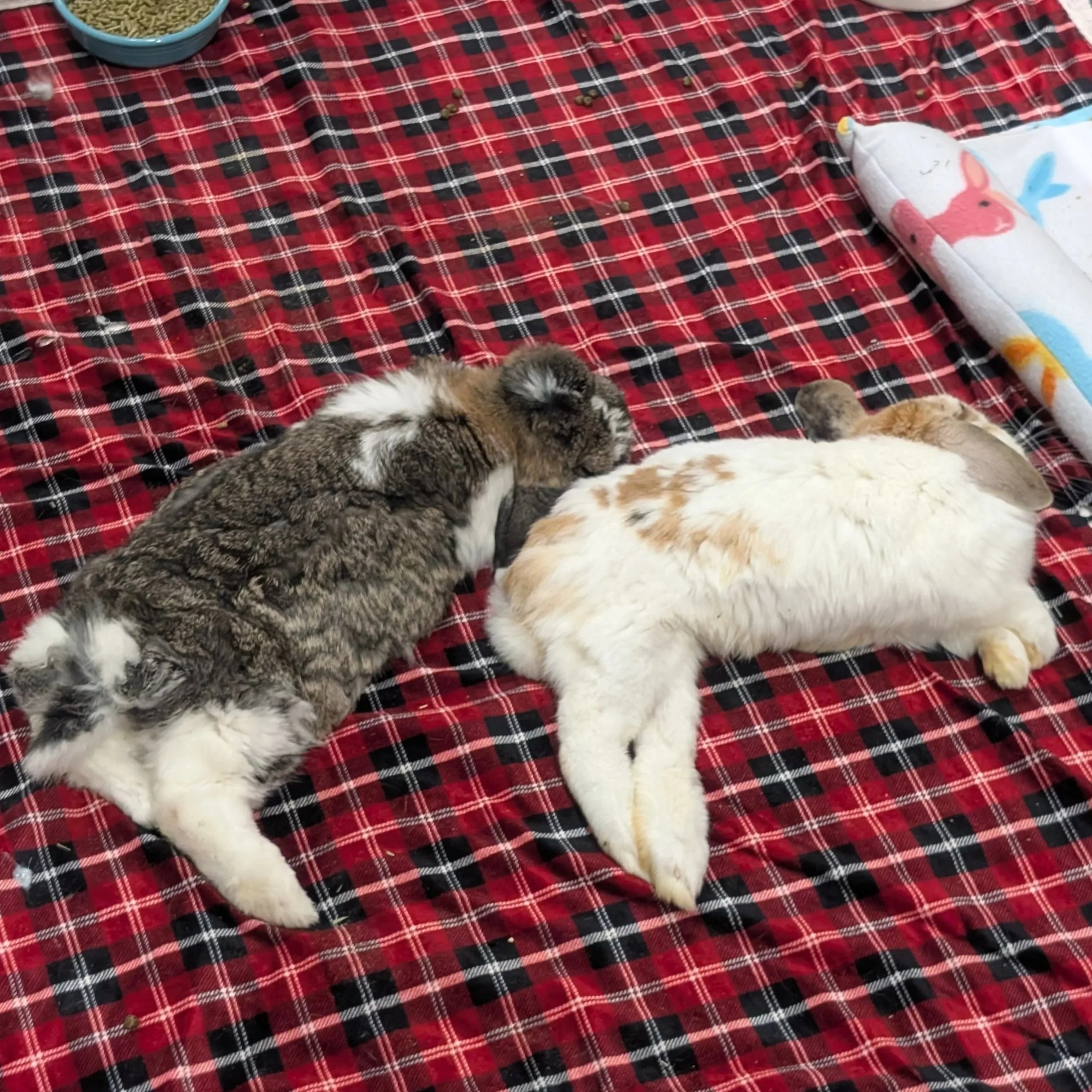 what to do when a rescue won't take their animals back