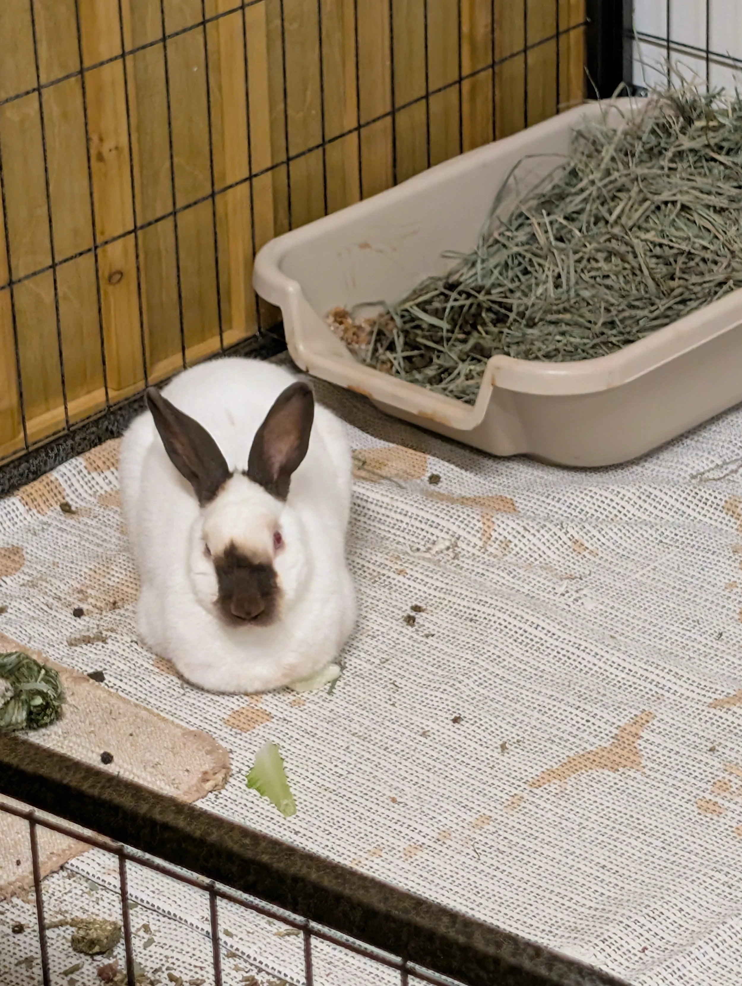 Bladder Sludge in Rabbits: Causes, Diagnosis + Management