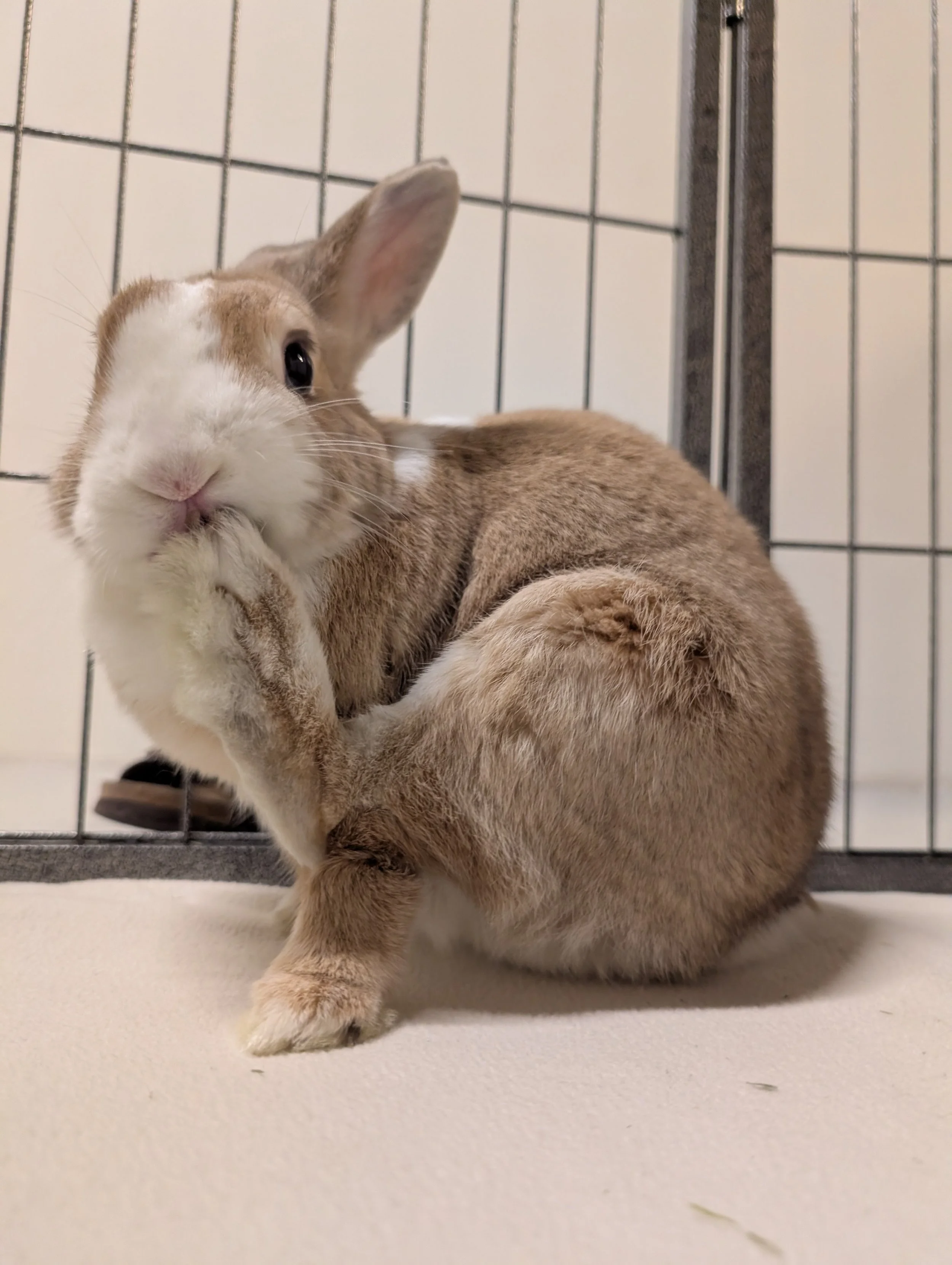 Sore Hocks in Rabbits: Causes, Stages + Treatment