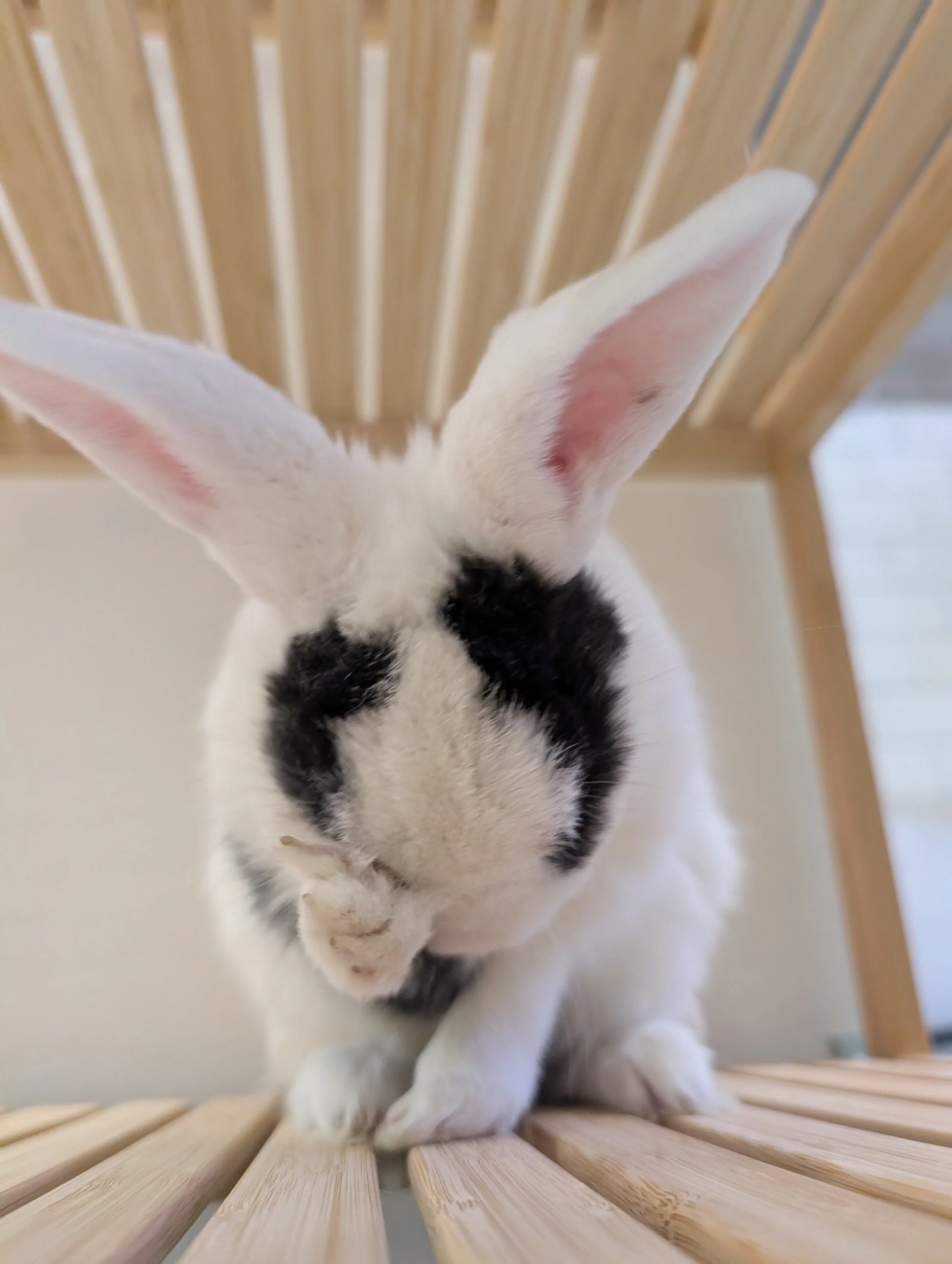 rabbit respiratory health:  what sneezing actually means
