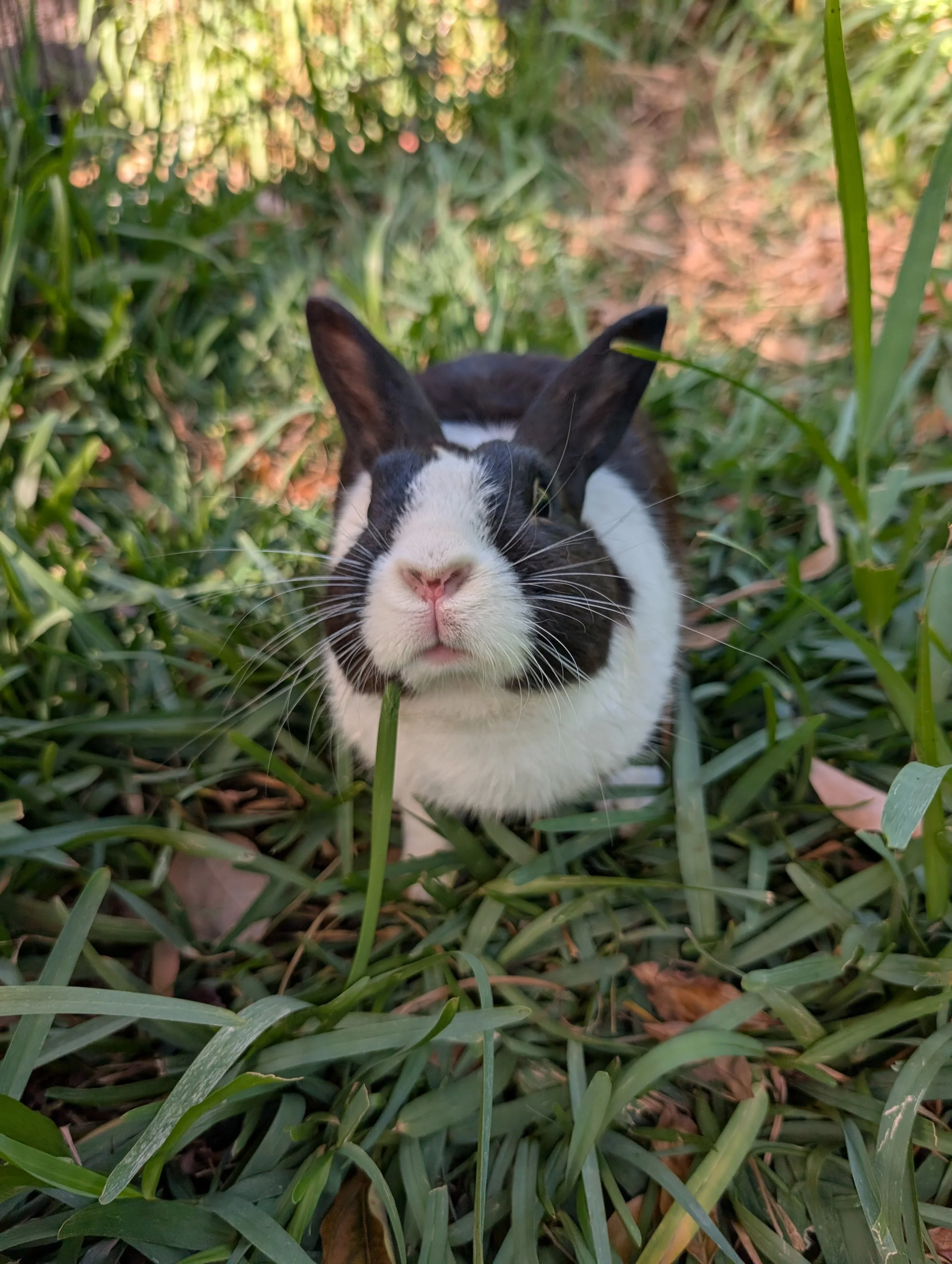 what to consider before surrendering your rabbit