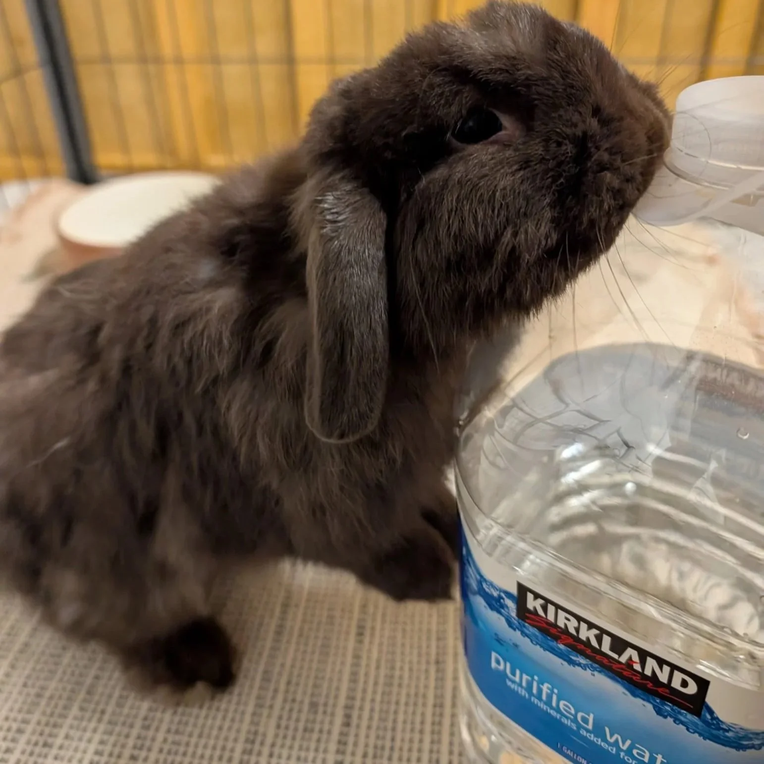 keeping your rabbit safe in the heat