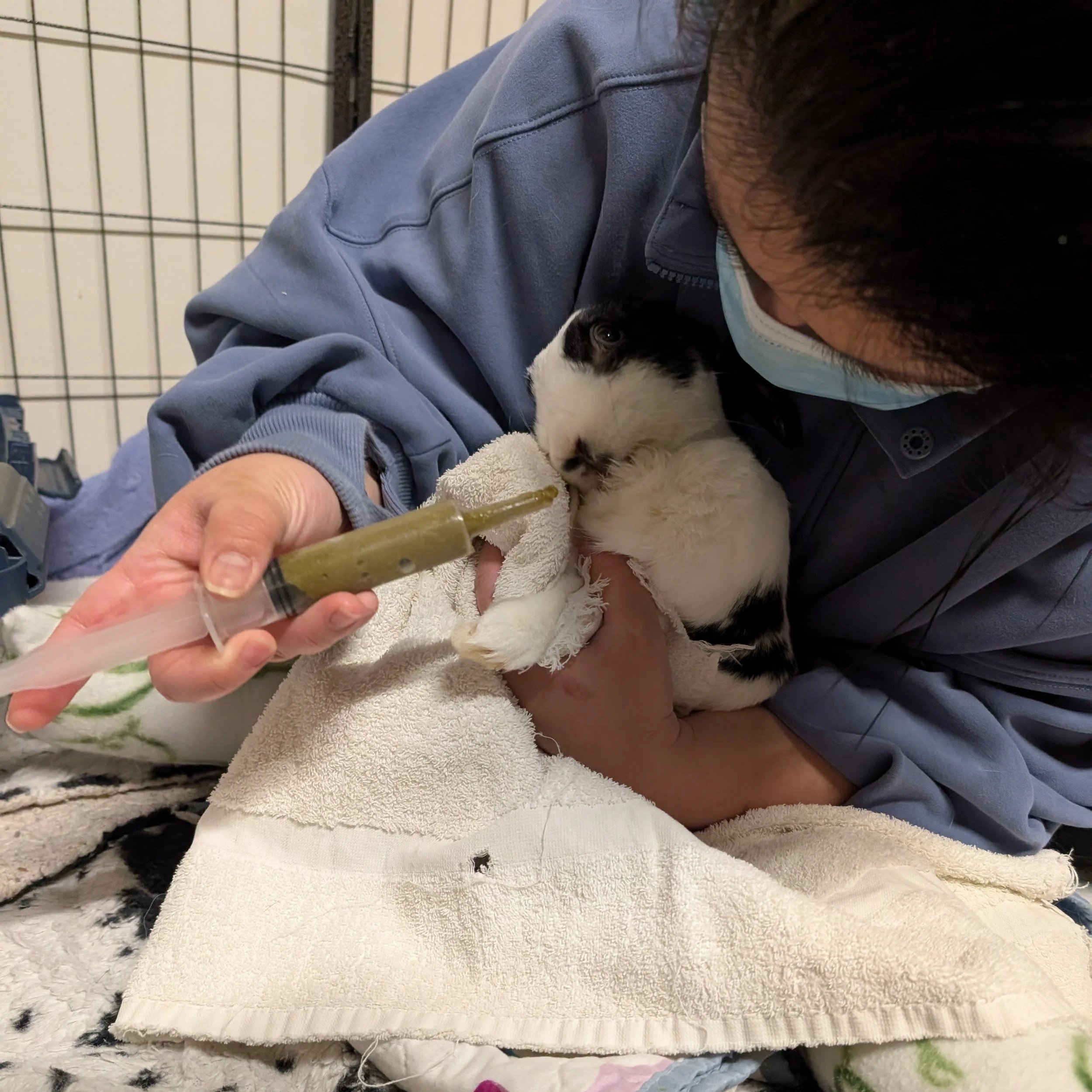how to give your rabbit medication at home