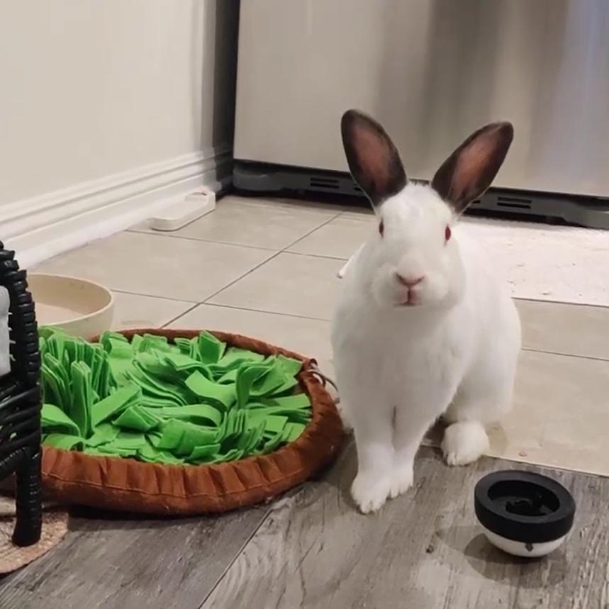 how to teach your rabbit to ring a bell