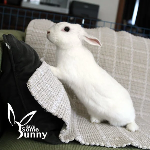 Bonnie and her partner Clyde were found dumped and abandoned in an Anaheim park. Sadly, while waiting for their forever home, Clyde passed away.

Bonnie is now looking for her forever home full of love and adventure. She loves to run around and binky