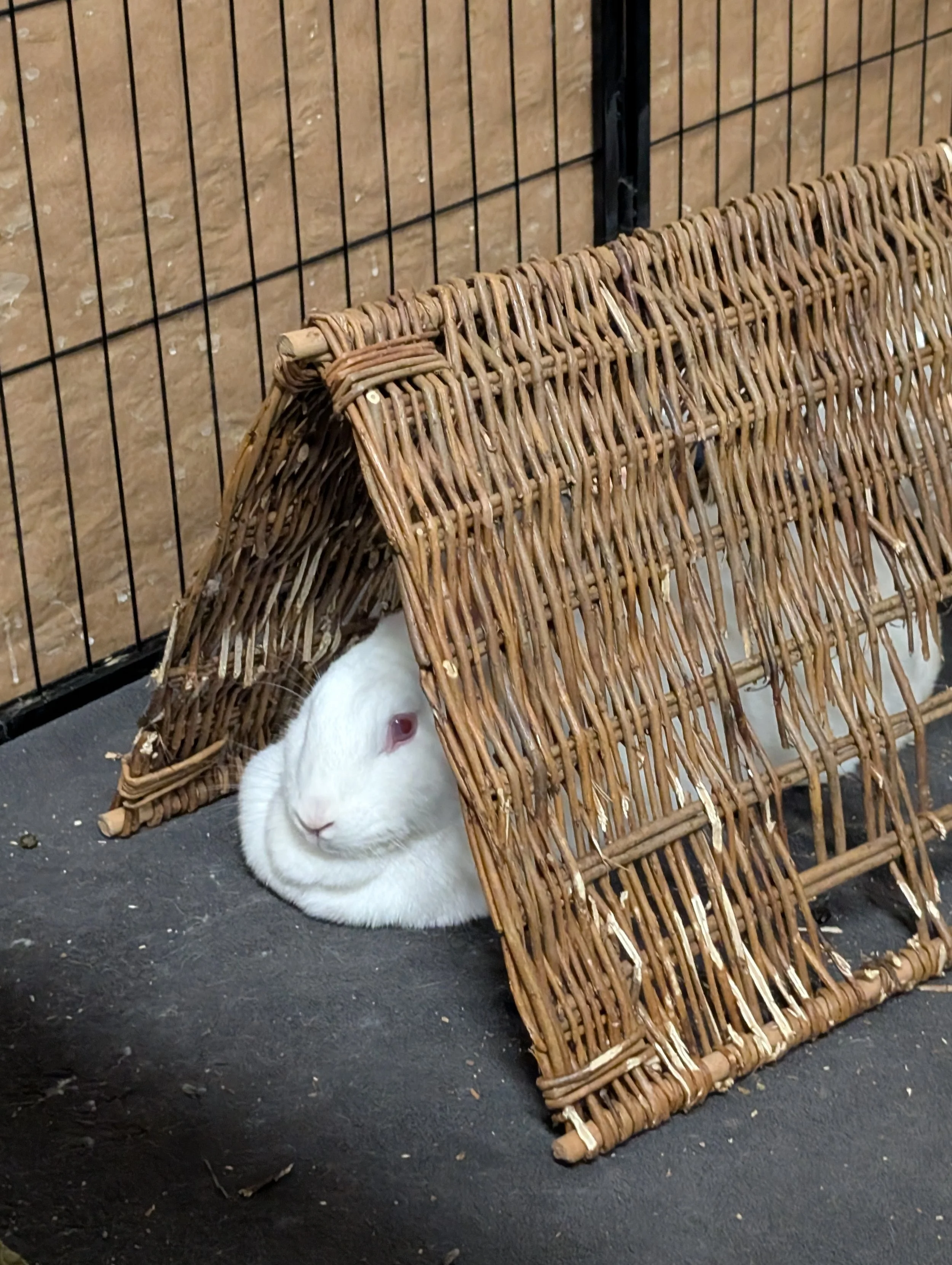A white rabbit with pink eyes laying on a black floor underneath a small woven wicker chair or bench, with a wire cage or fence in the background.