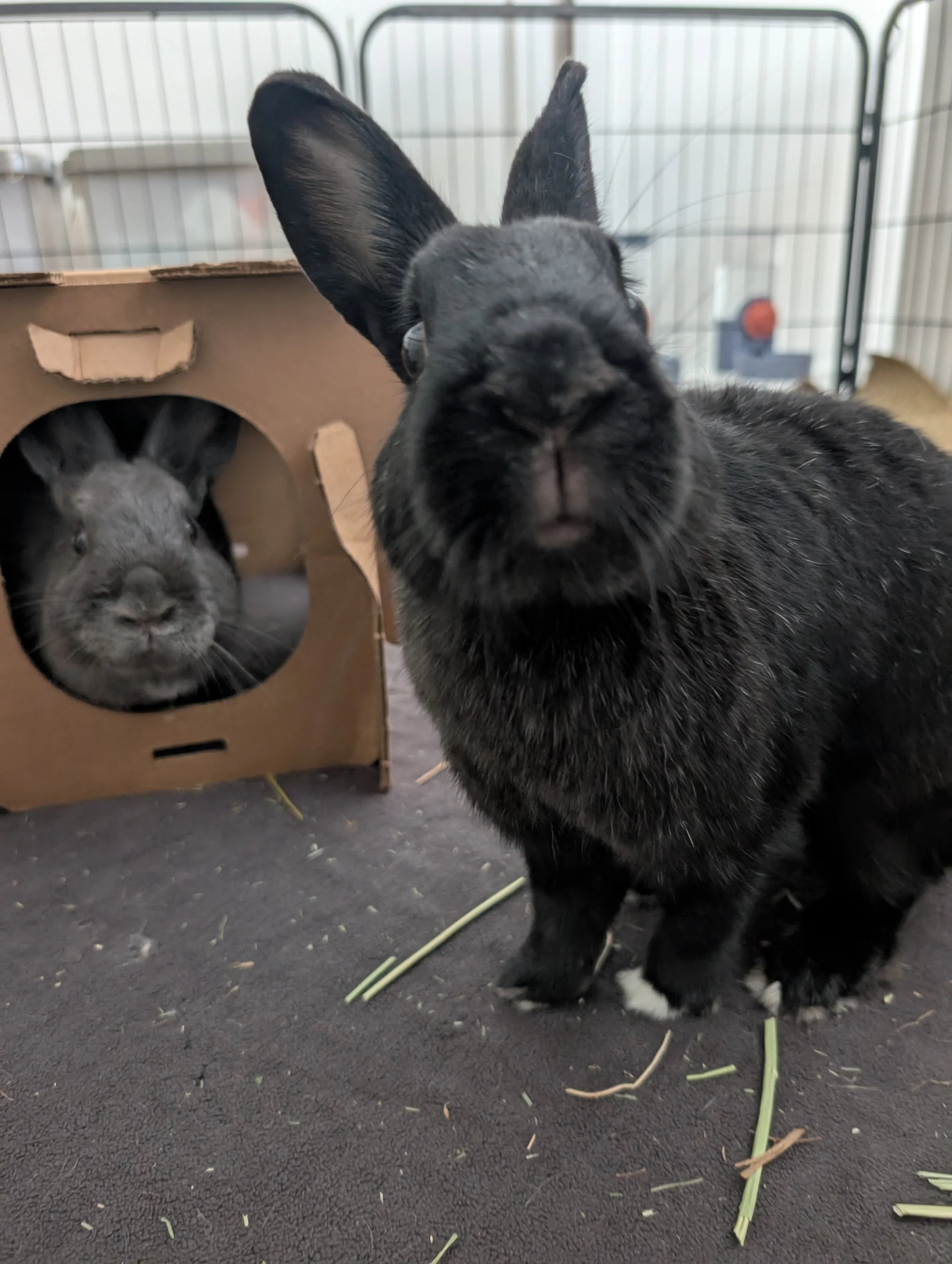Close-up of a black rabbit with white paws and a gray rabbit in the background inside a cage, with scattered vegetable pieces on the dark floor.