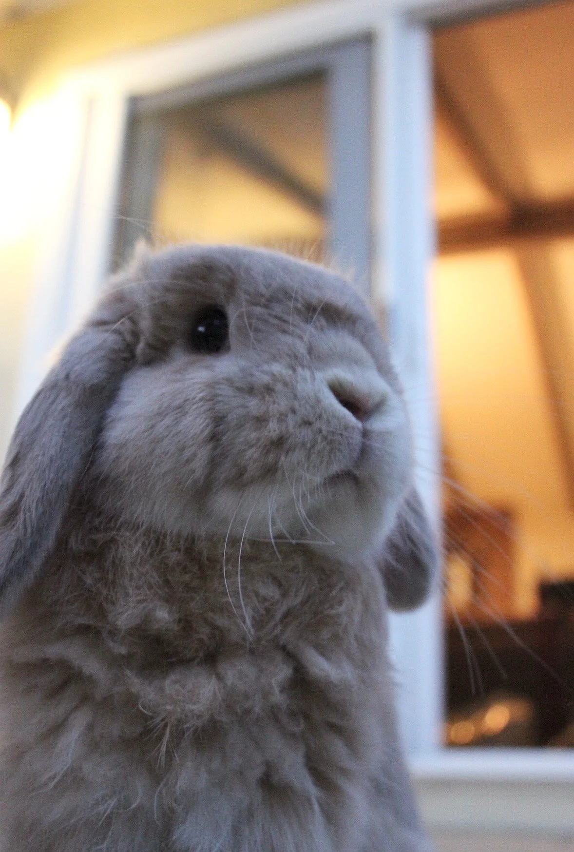 Meet Milo! He’s a gentle, sweet 5 year old Holland Lop who loves pets and especially enjoys neck and head massages. Milo has never lived with another rabbit, but I think he would really enjoy having a bunny companion with proper bonding. If not, just