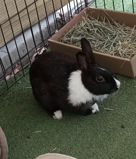 Meet Fifi (A760932)! This little miss was found by the Duck Pond next to LBACS. She is still waiting for her forever home!