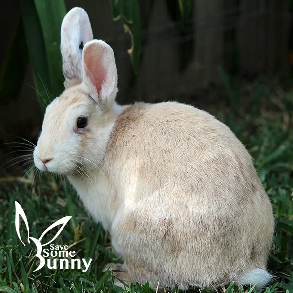 Shauna was born at the shelter and came into foster care with her mom and 5 siblings. Shauna has the cutest ears! 