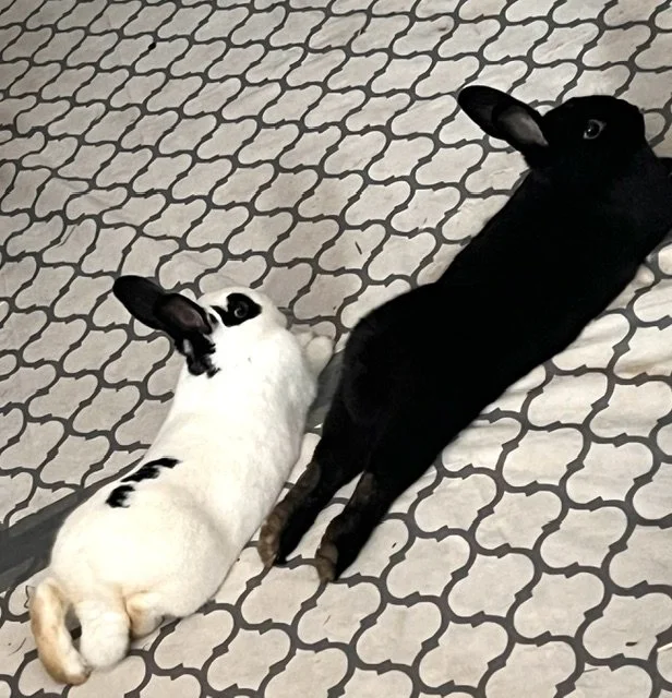 Meet Cooper + Jimi!

Cooper and Jimi are 10 month old siblings.  Born to a family of 4, mom gave birth at a rescue. Since their mom was a rockstar it was only fitting to name them after rock stars - Jimi Hendrix and Alice Cooper.  They have been with