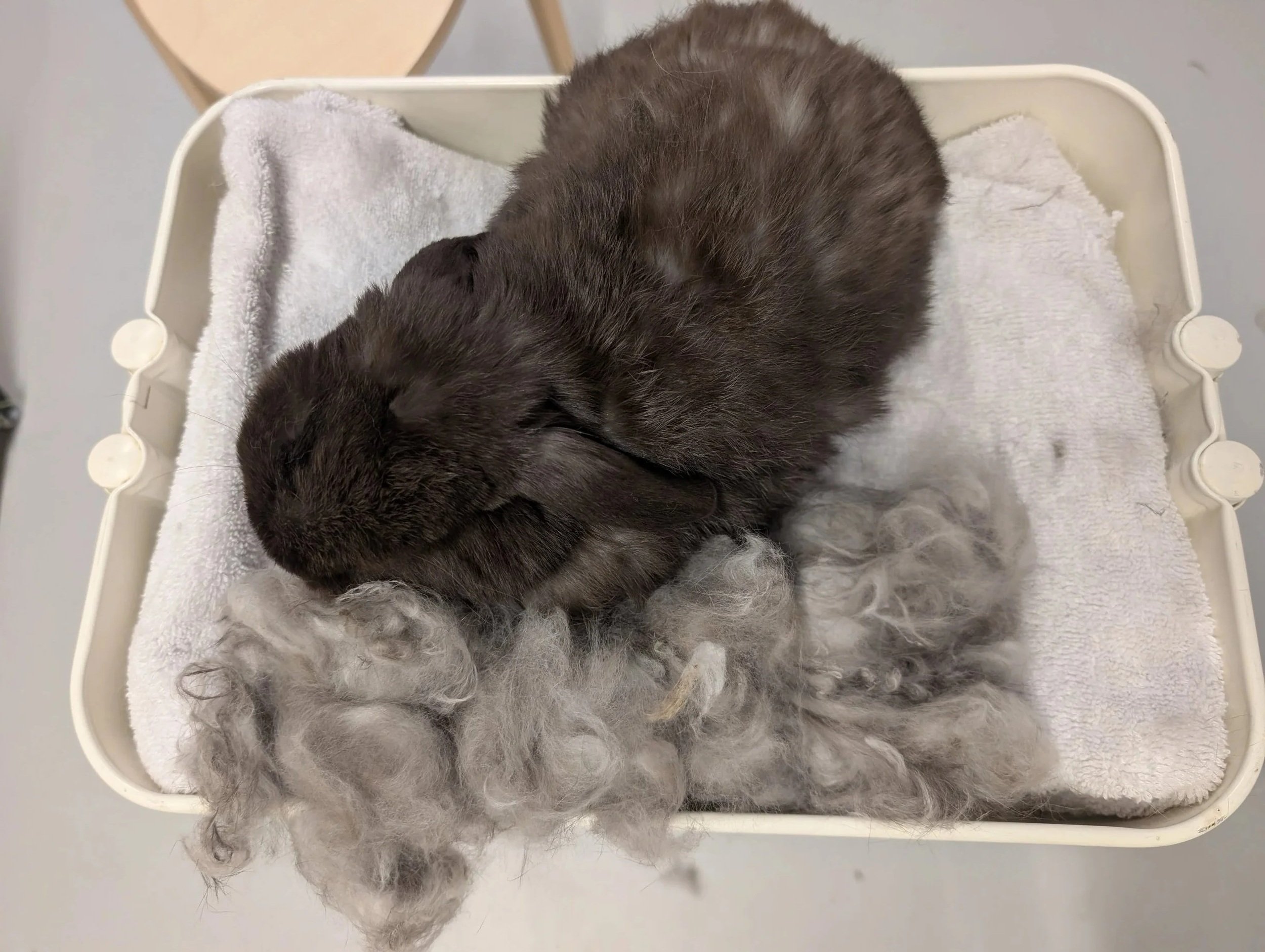 A small gray and brown rabbit lying on a white towel on a grooming cart.