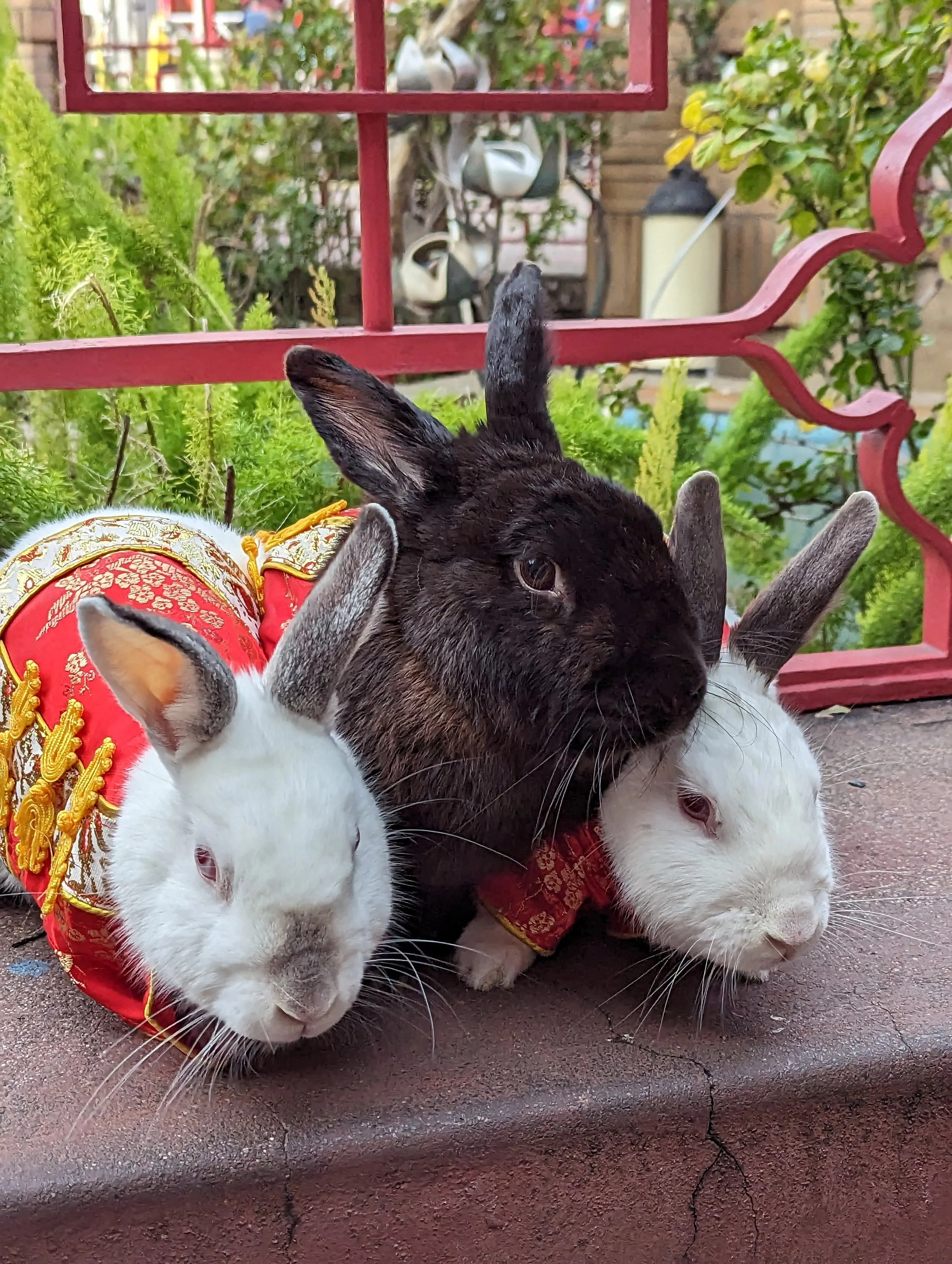 3 Rabbits in traditional Chinese New Year Outfits in DTLA China Town CA