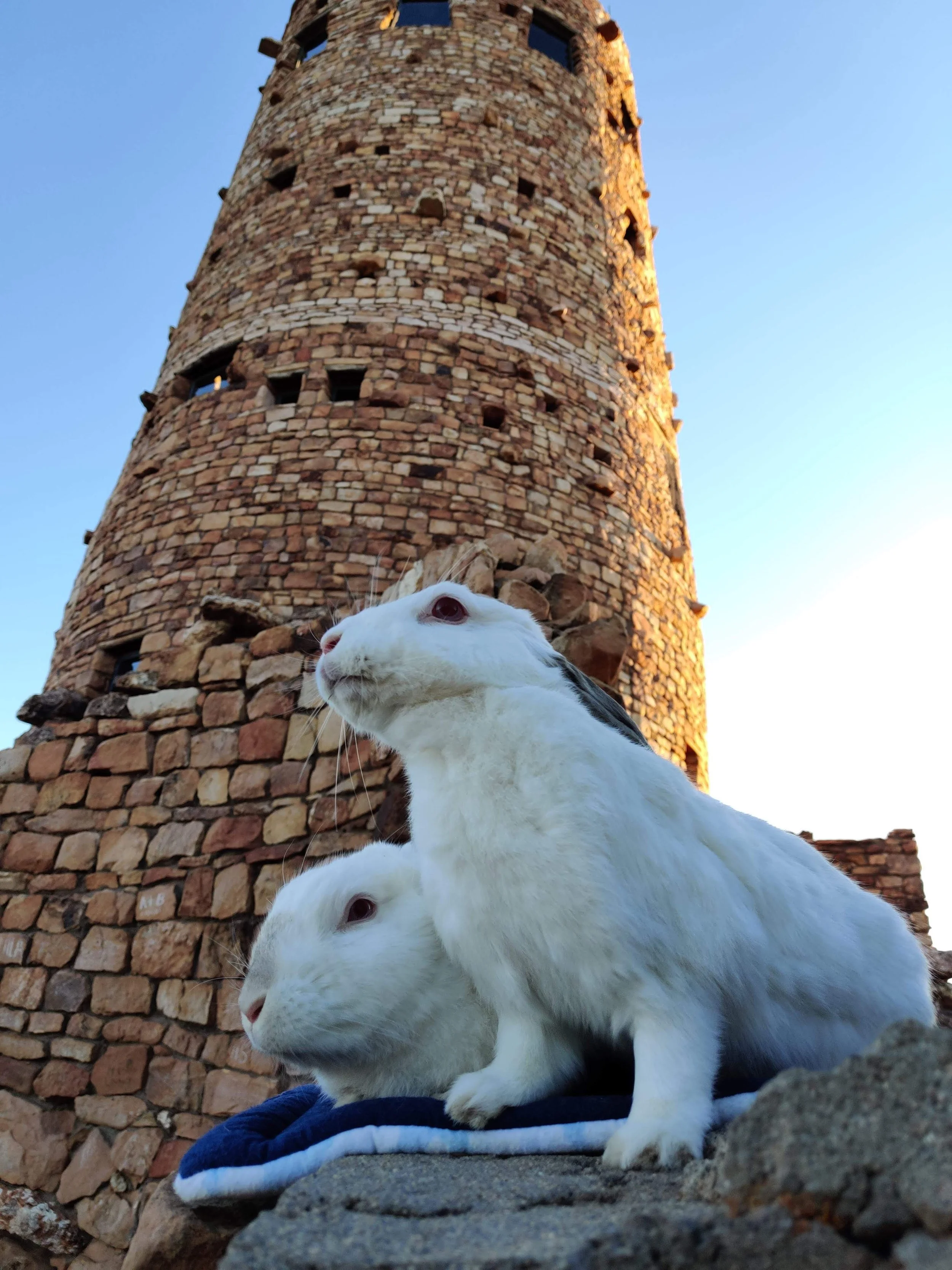 Two white rabbits with black markings on their ears and nose, sitting on a rocky surface in front of a tall, circular brick tower with small windows, under a clear blue sky.